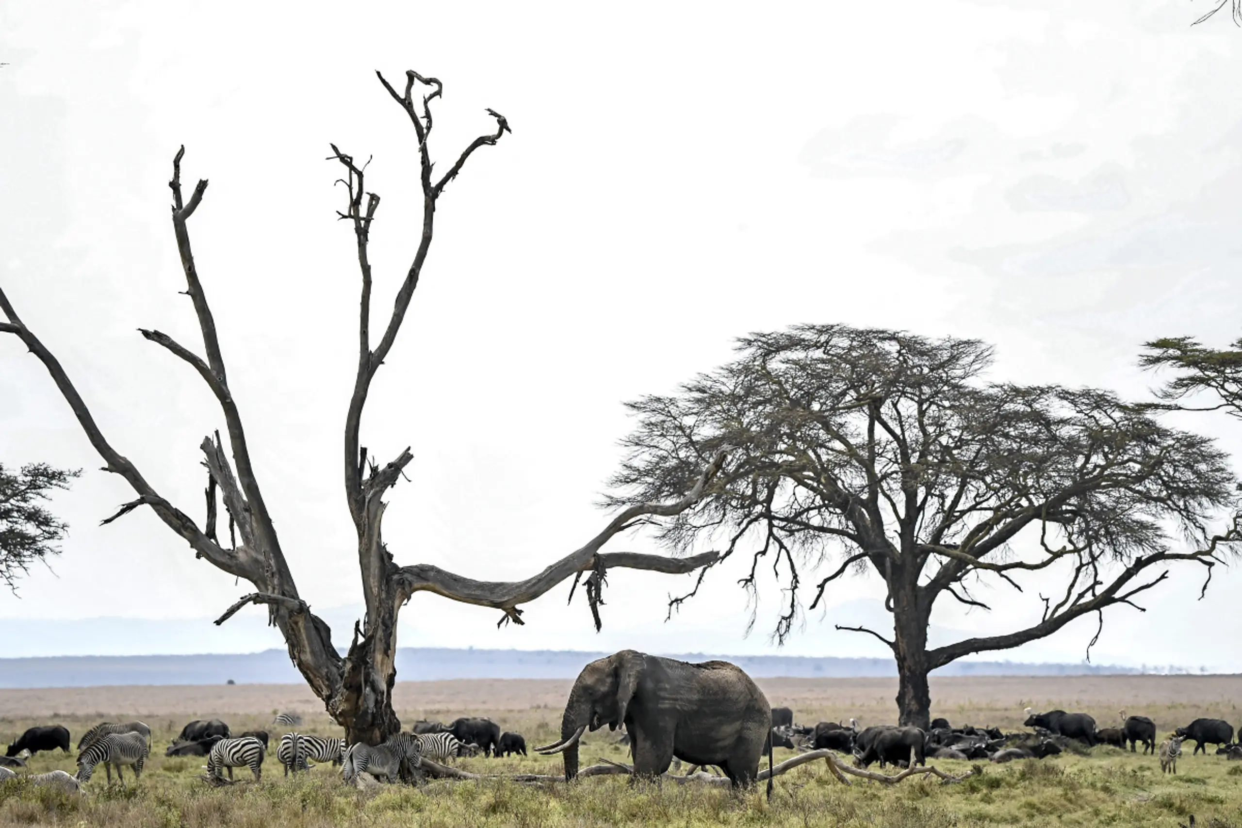 Tiere sind auf den in Salz vorhandenen Nährstoff Natrium angewiesen
