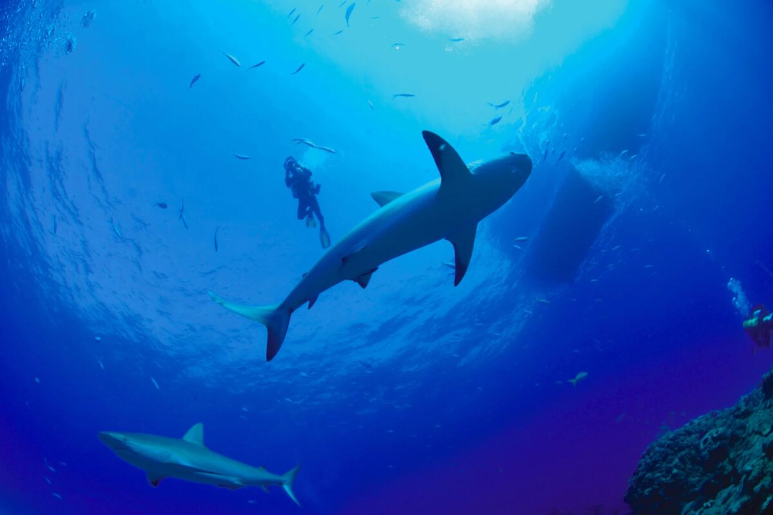 Forscher untersuchten Fossilien von Haien