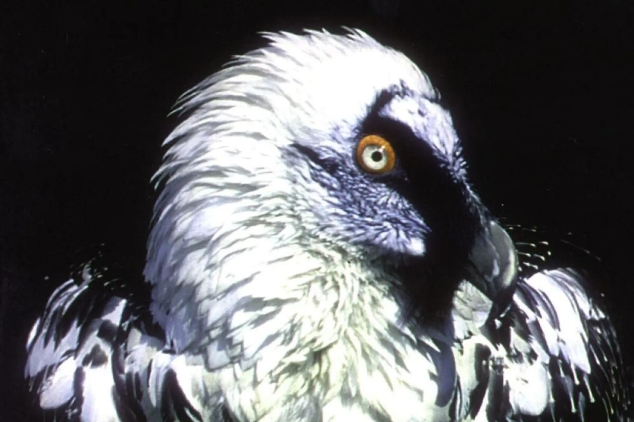 300 bis 400 Bartgeier im gesamten Alpenraum