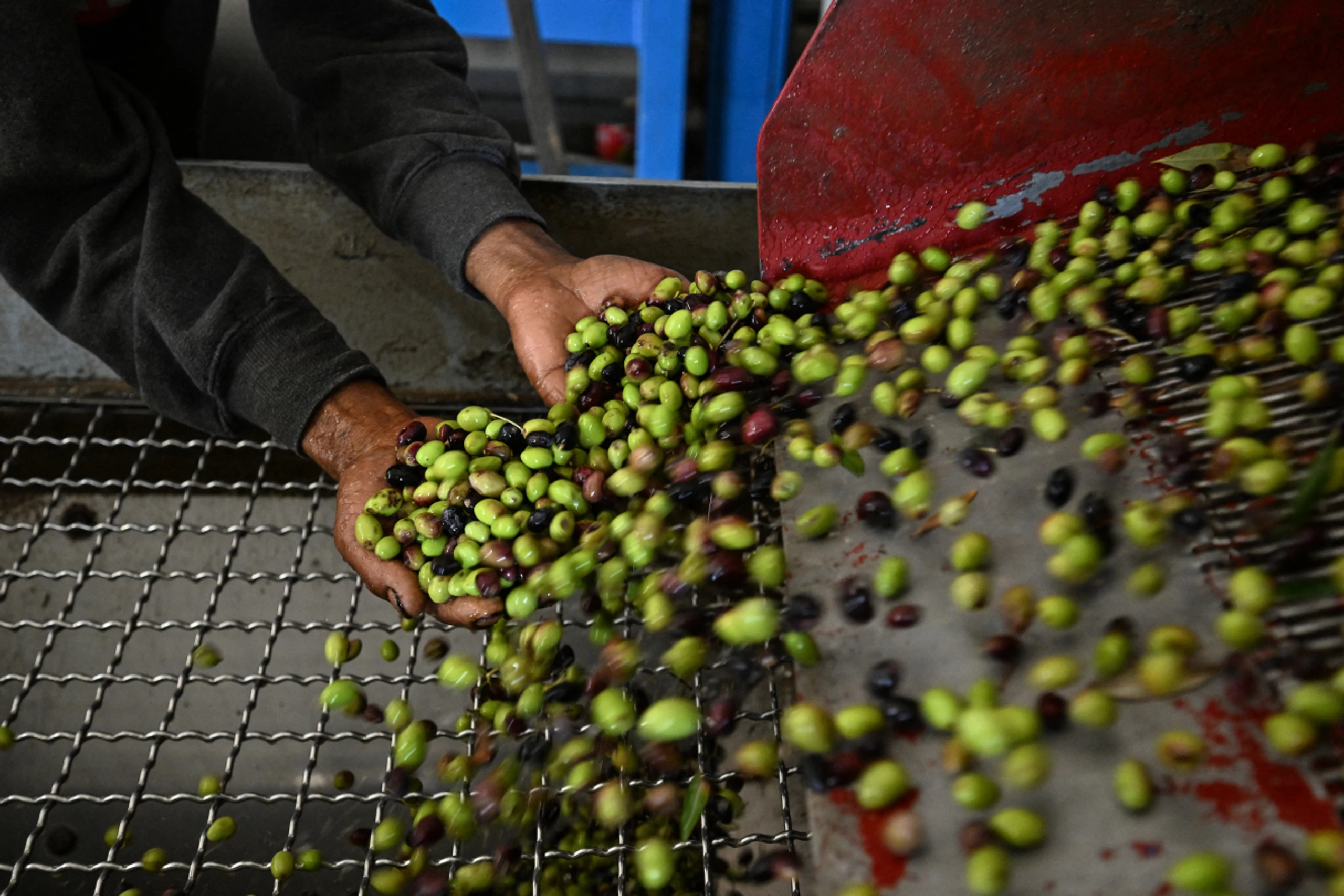 Hohe Erntemengen bei Olivenöl in Tunesien