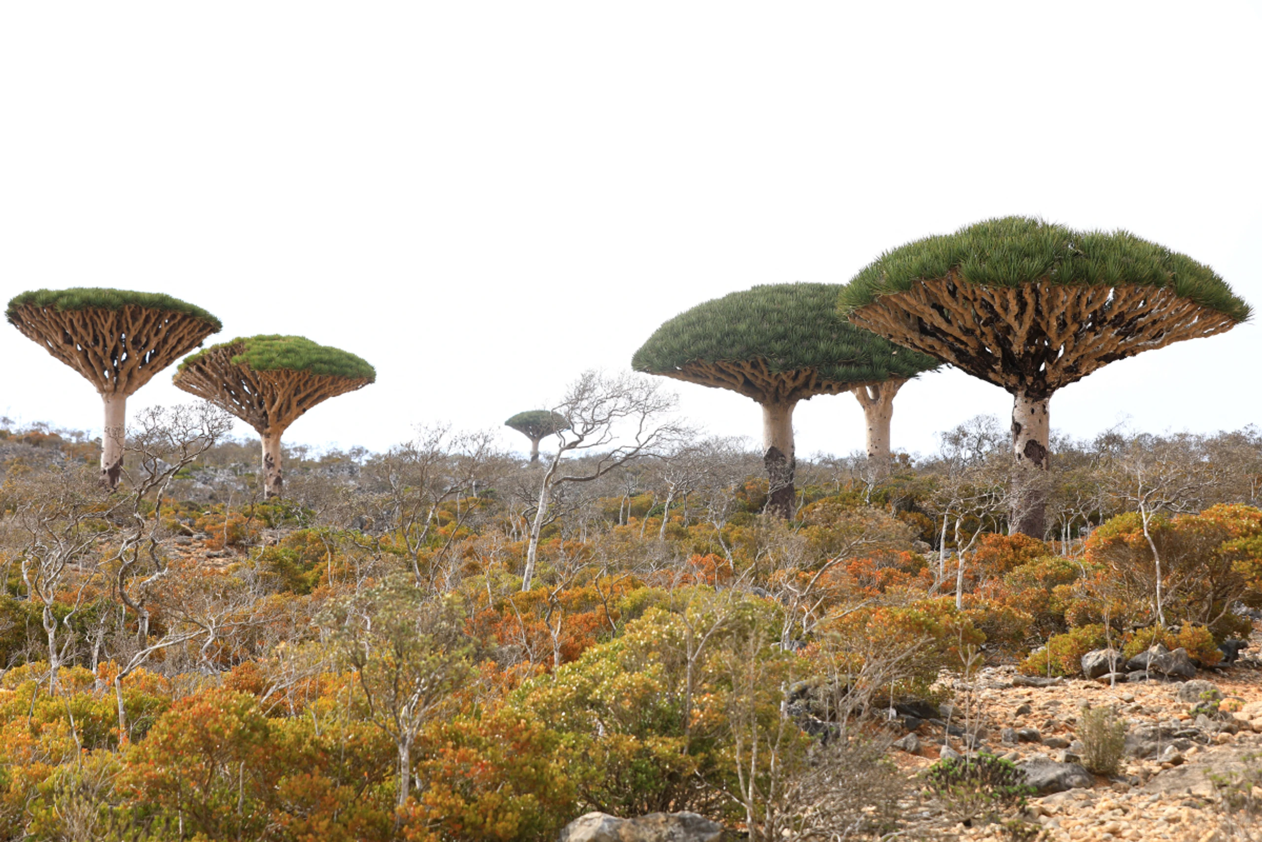 Jemenitische Insel zählt zum UNESCO-Welterbe