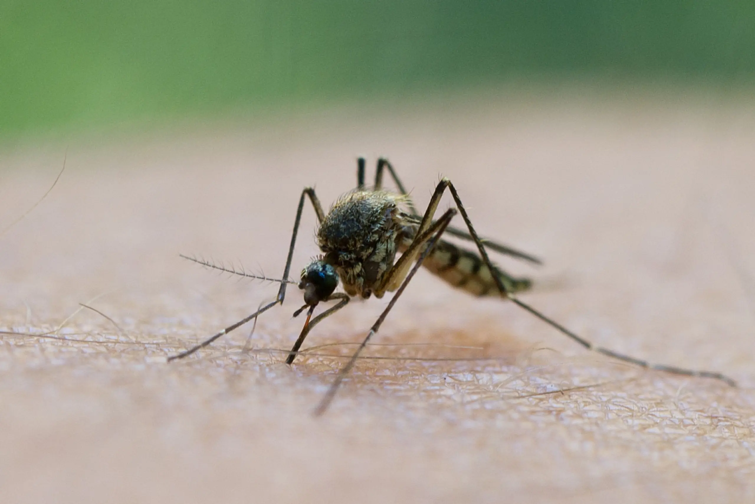 Heimische Stechmücken übertragen das West-Nil-Virus