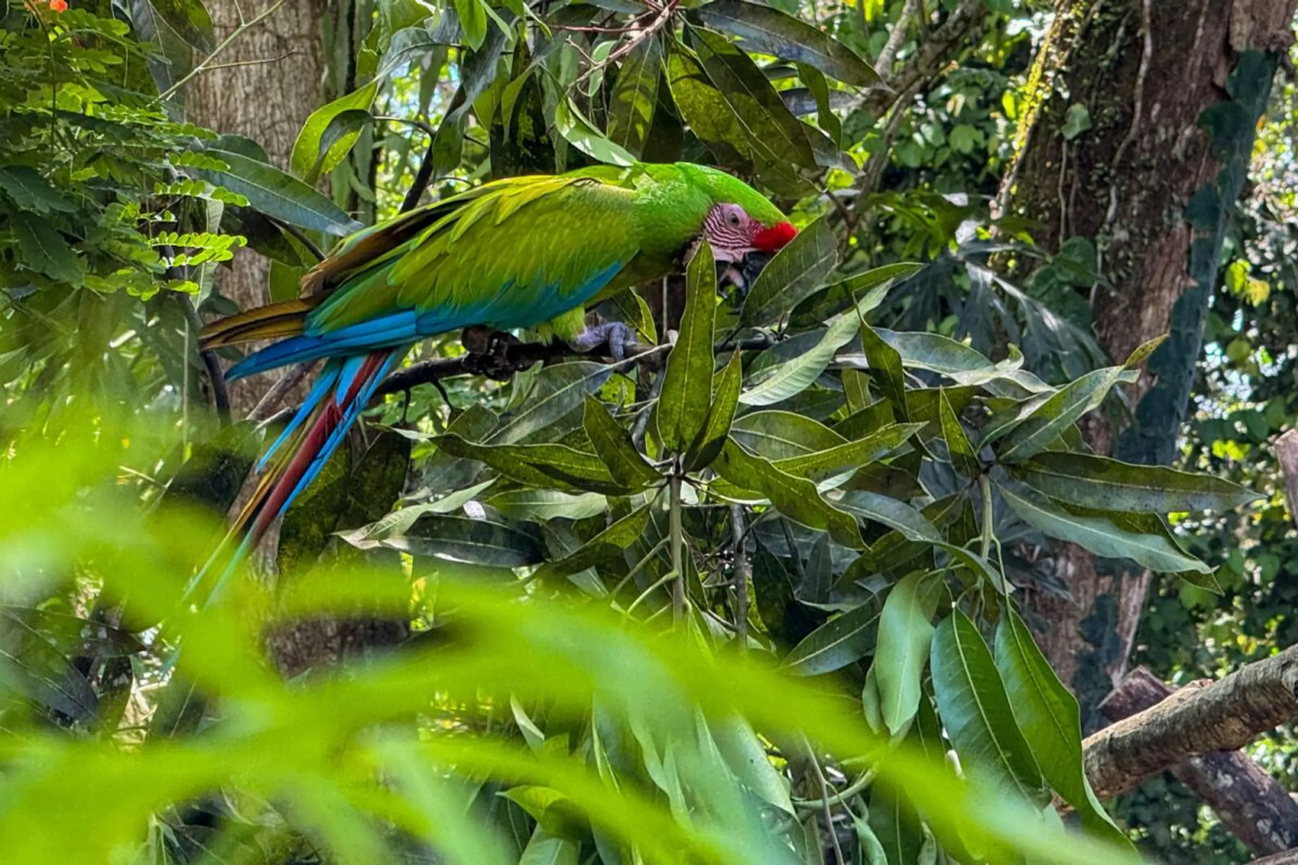 Auch den Grünen Ara findet man im Tortuguero-Nationalpark