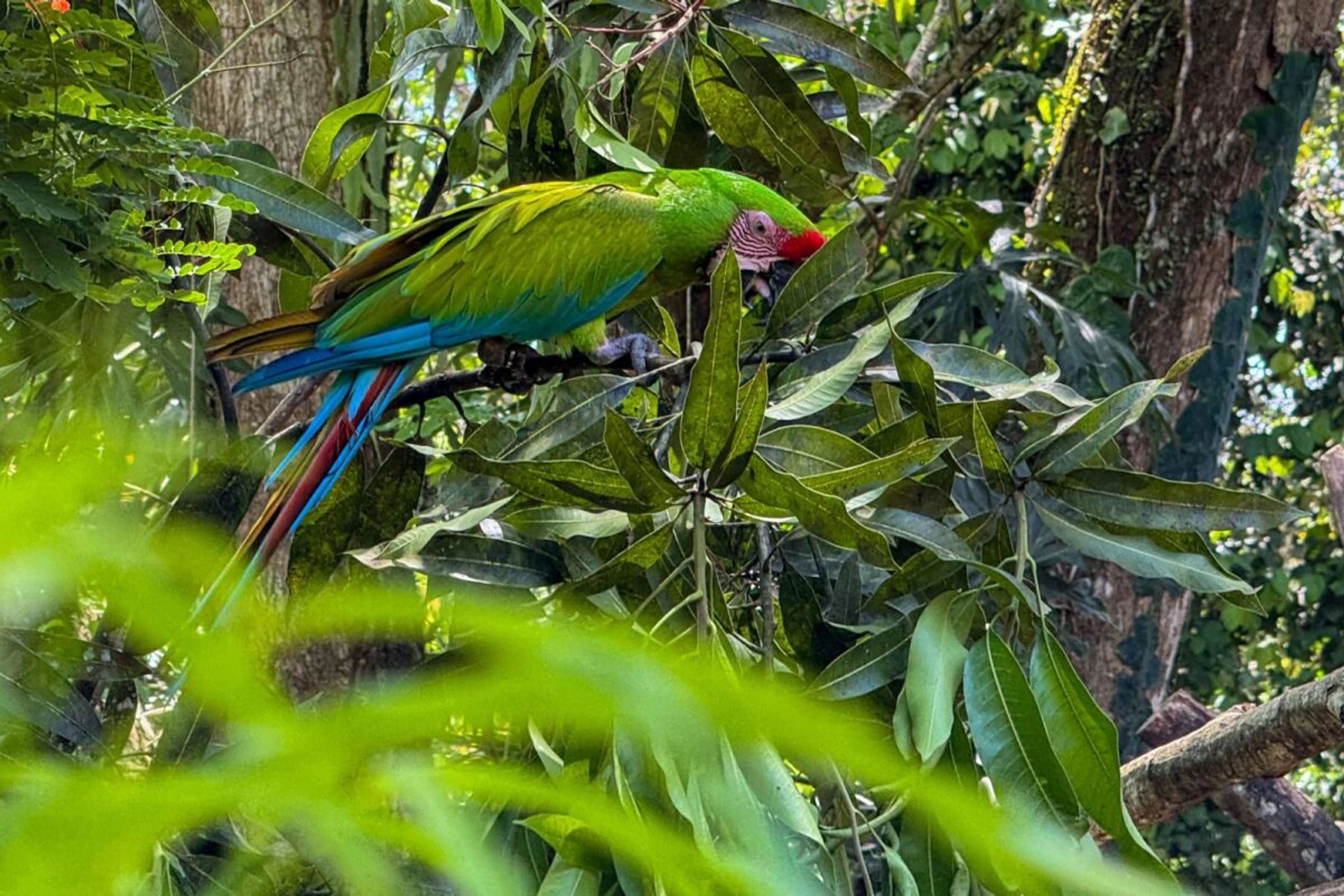 Auch den Grünen Ara findet man im Tortuguero-Nationalpark