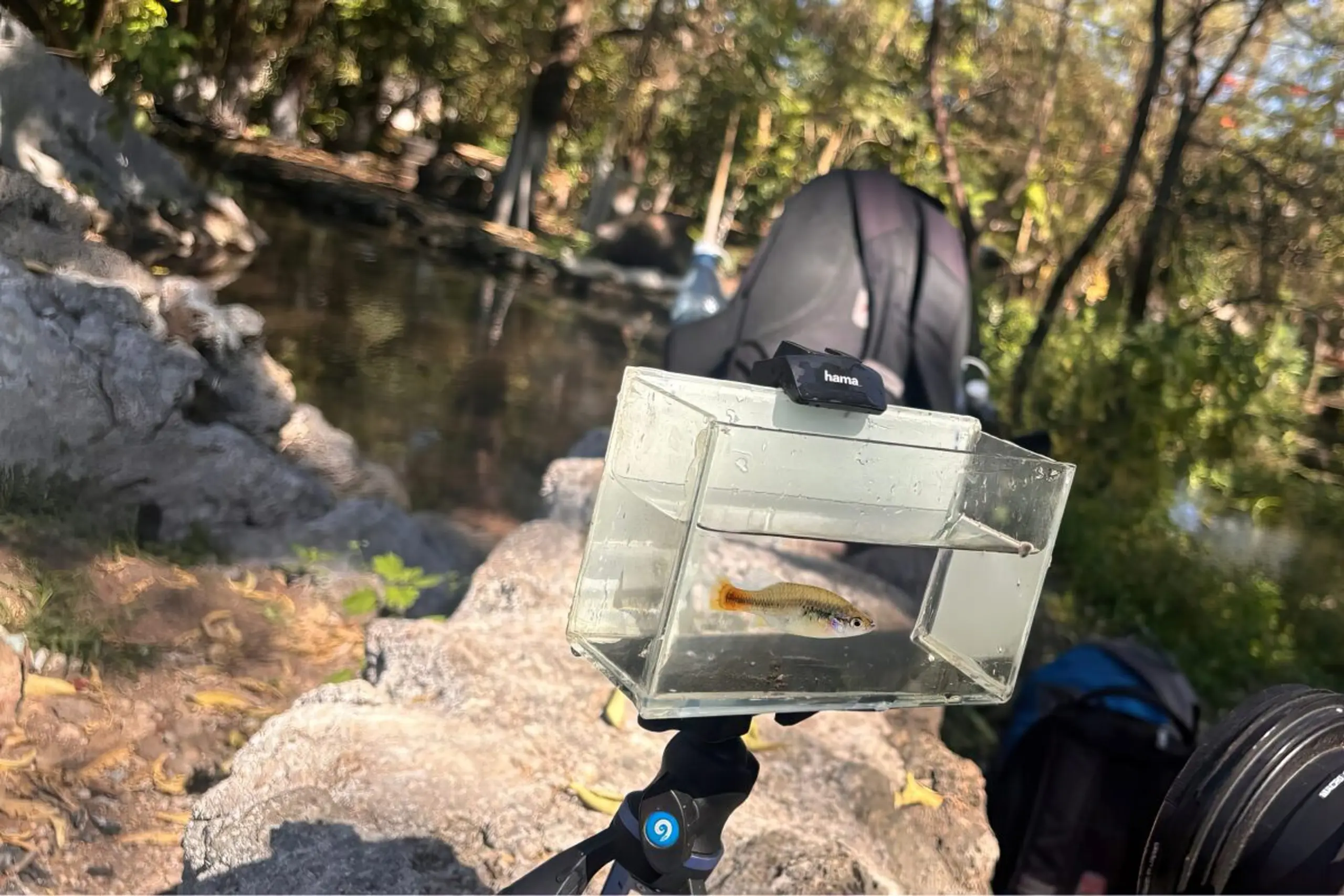 Internationales Team entdeckte Exemplare in einer abgelegenen Quelle