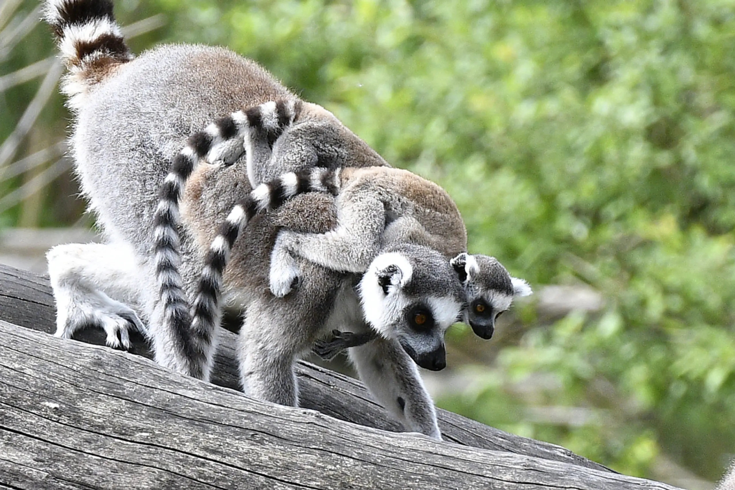 Regelmäßiger Nachwuchs in den Zoos für Artenschutz wichtig