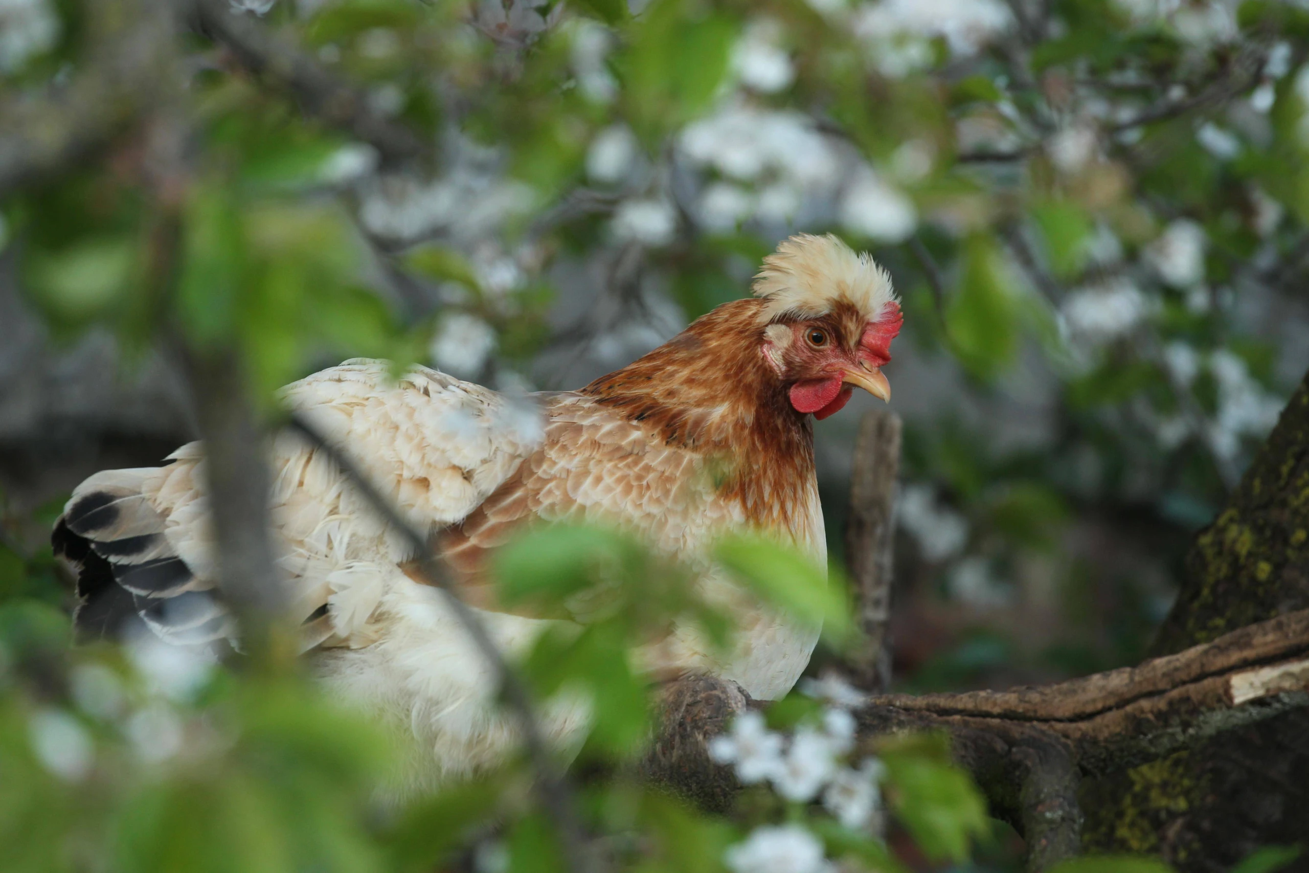 Blurred image background