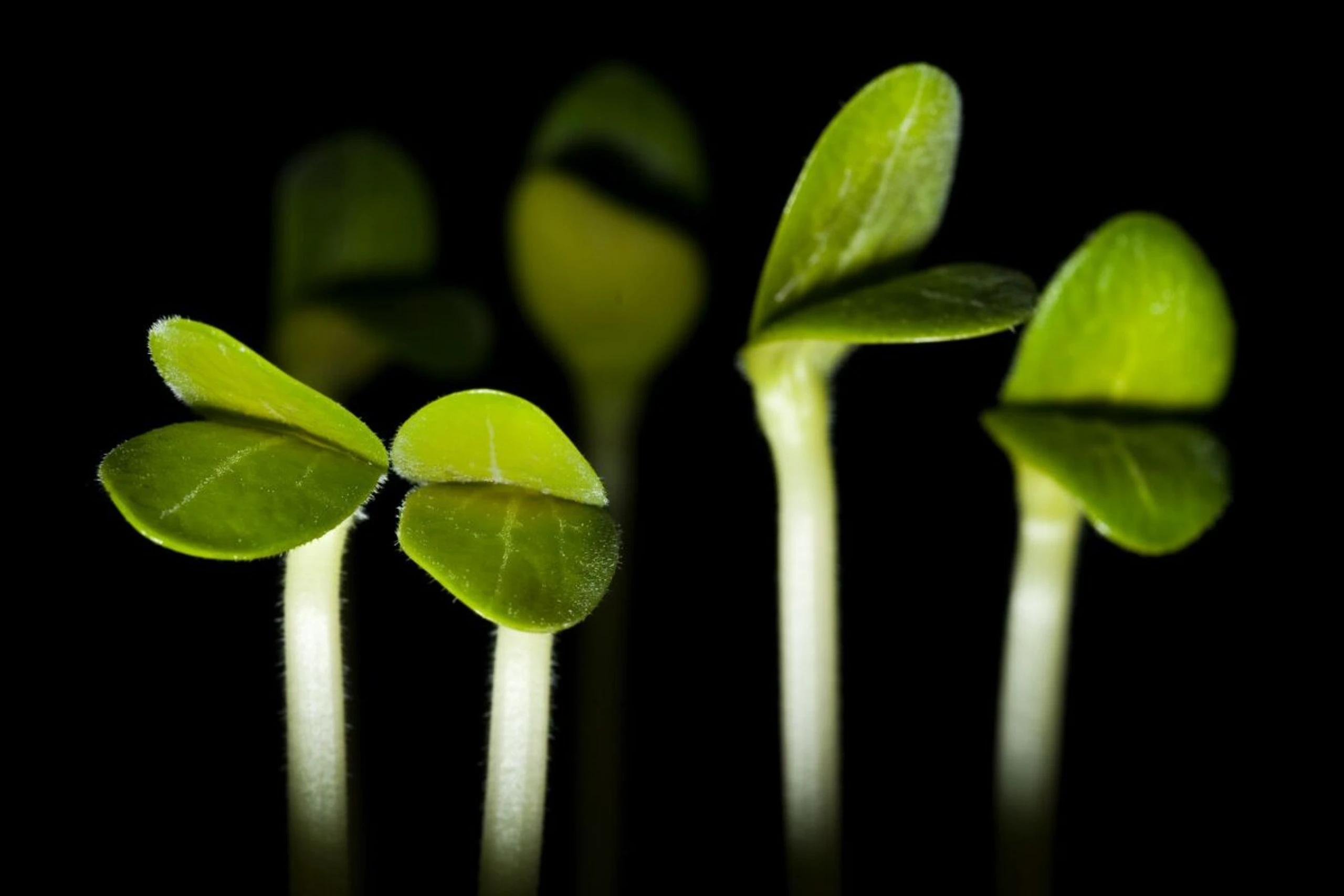 Gemüse-Keimlinge auf der Fensterbank machen Lust auf die Gartensaison