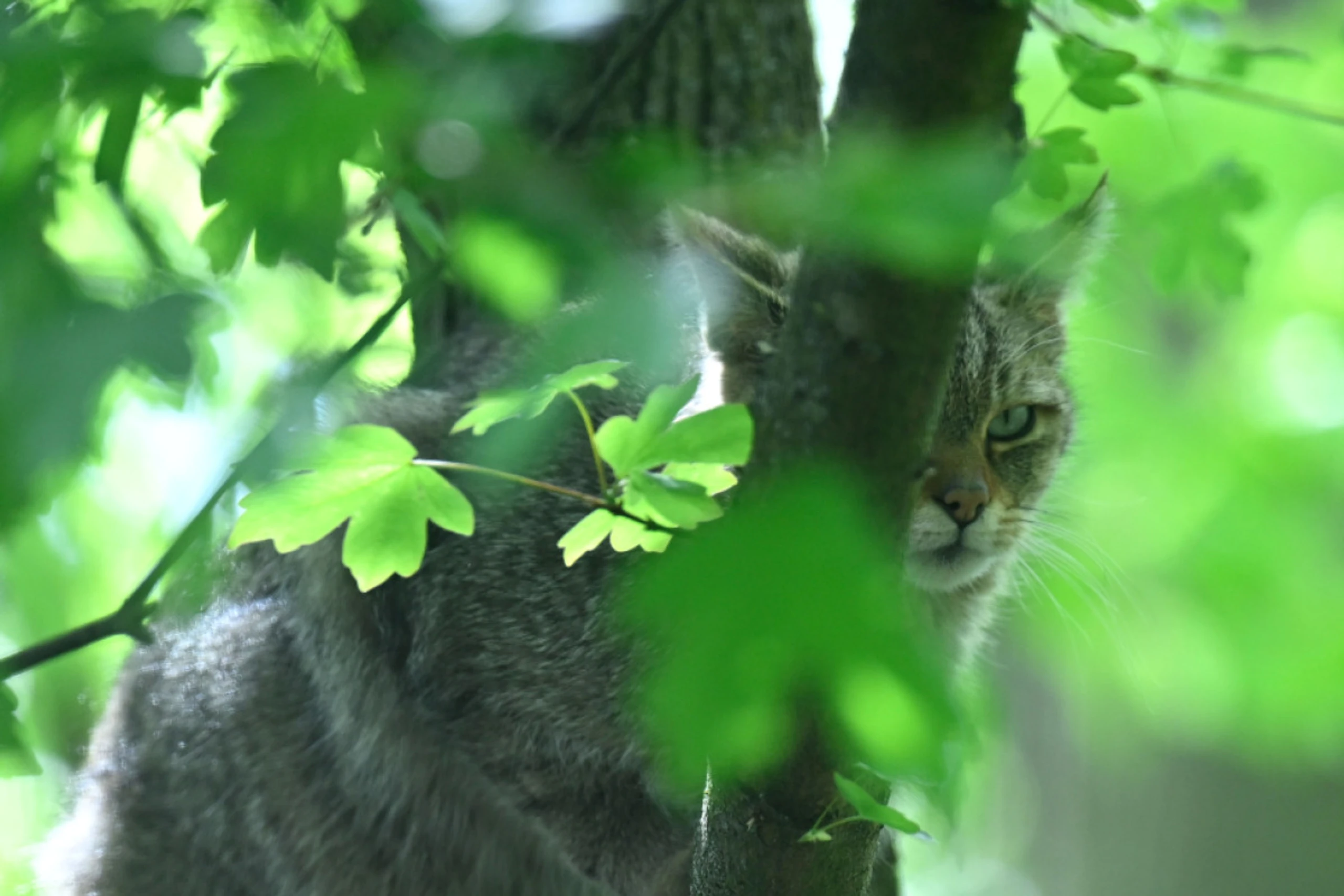 Wildkatzen sind am Sprung zurück nach Österreich