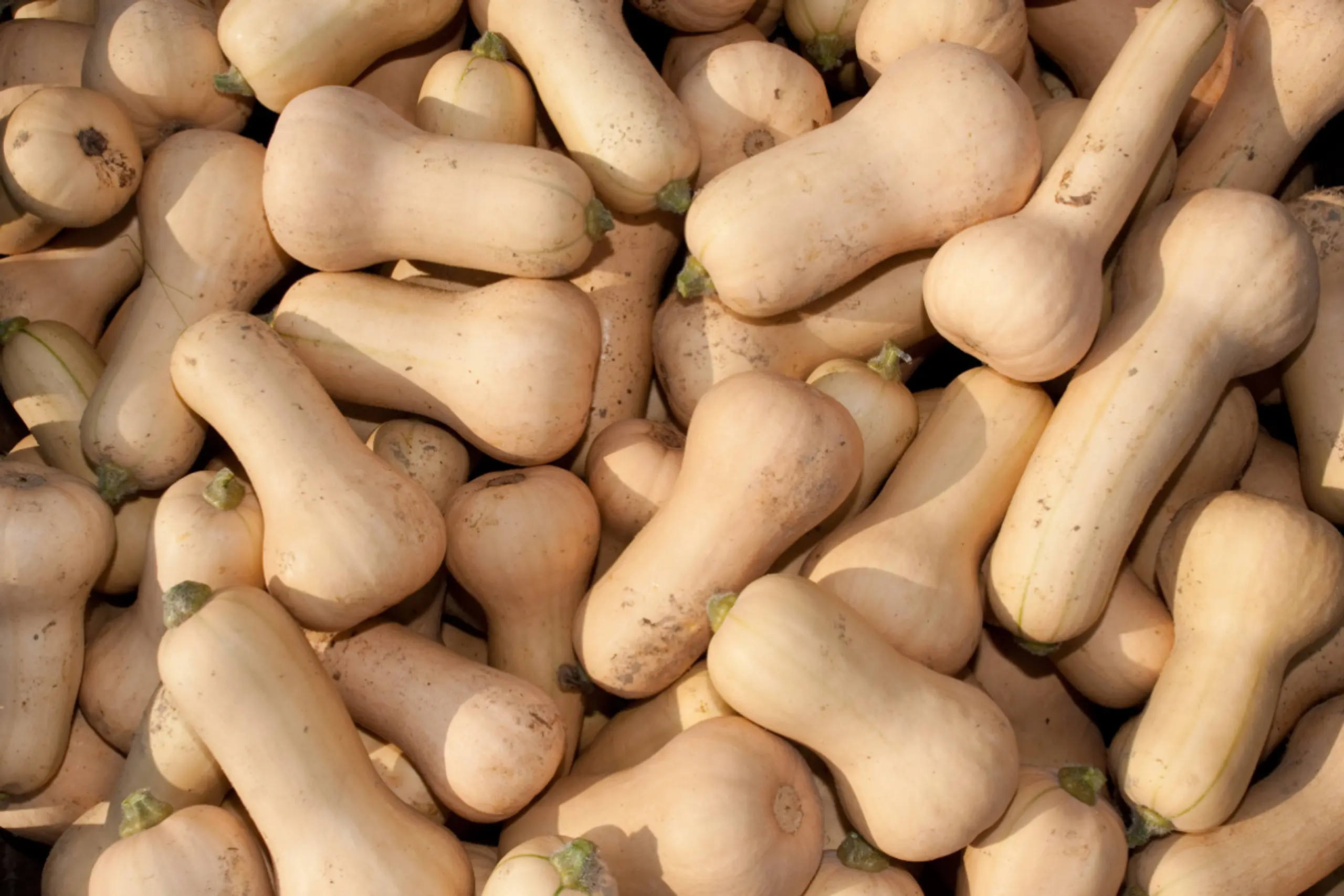 Der Butternuss-Kürbis hat weniger Kalorien als ein Hokkaido-Kürbis