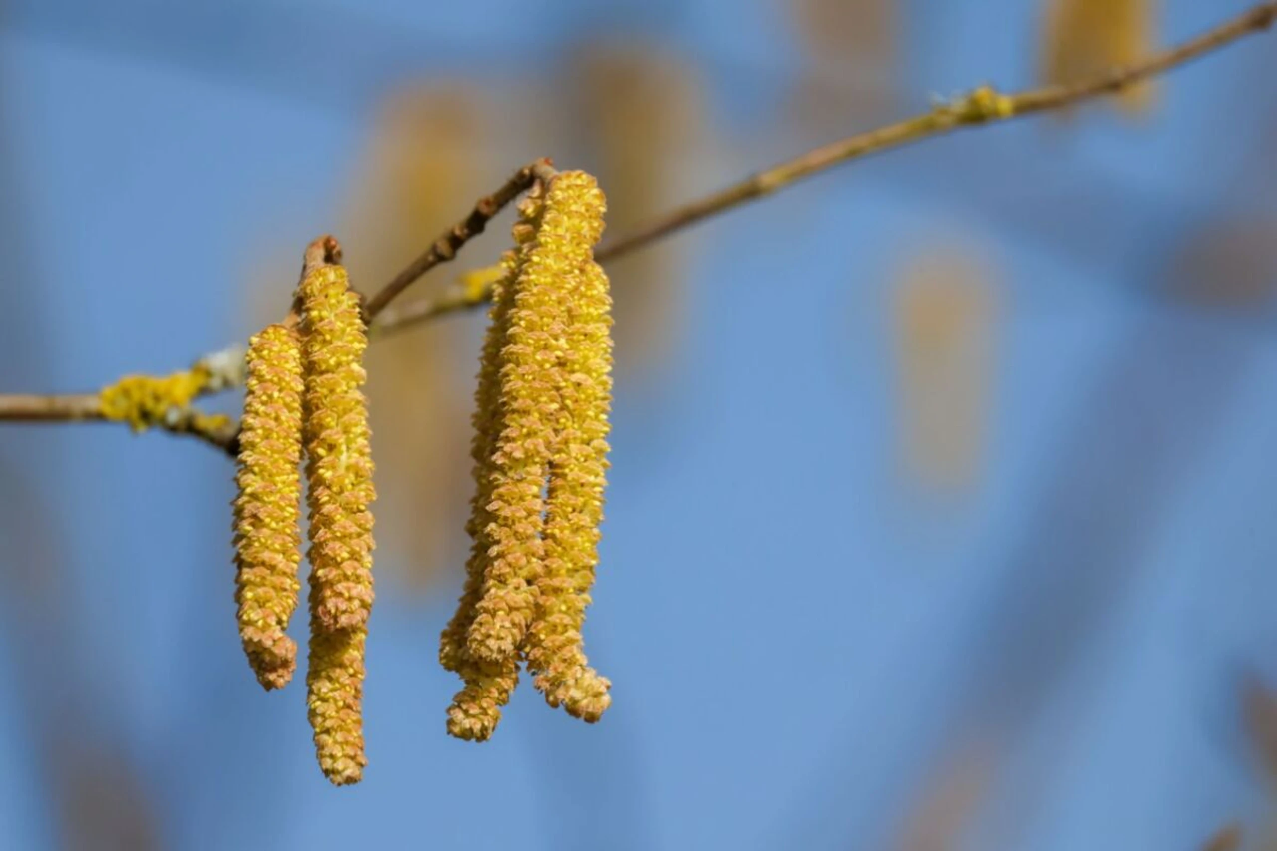 Blüte der Hasel lässt noch auf sich warten