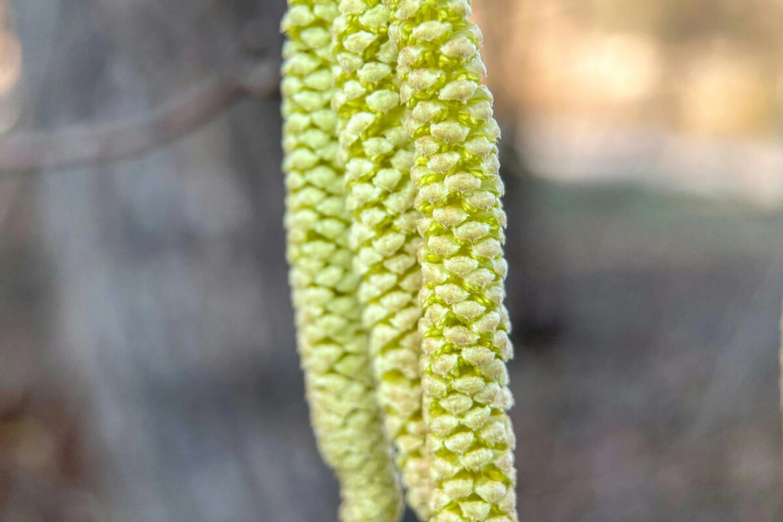 Blühbereite Kätzchen der gemeinen Hasel