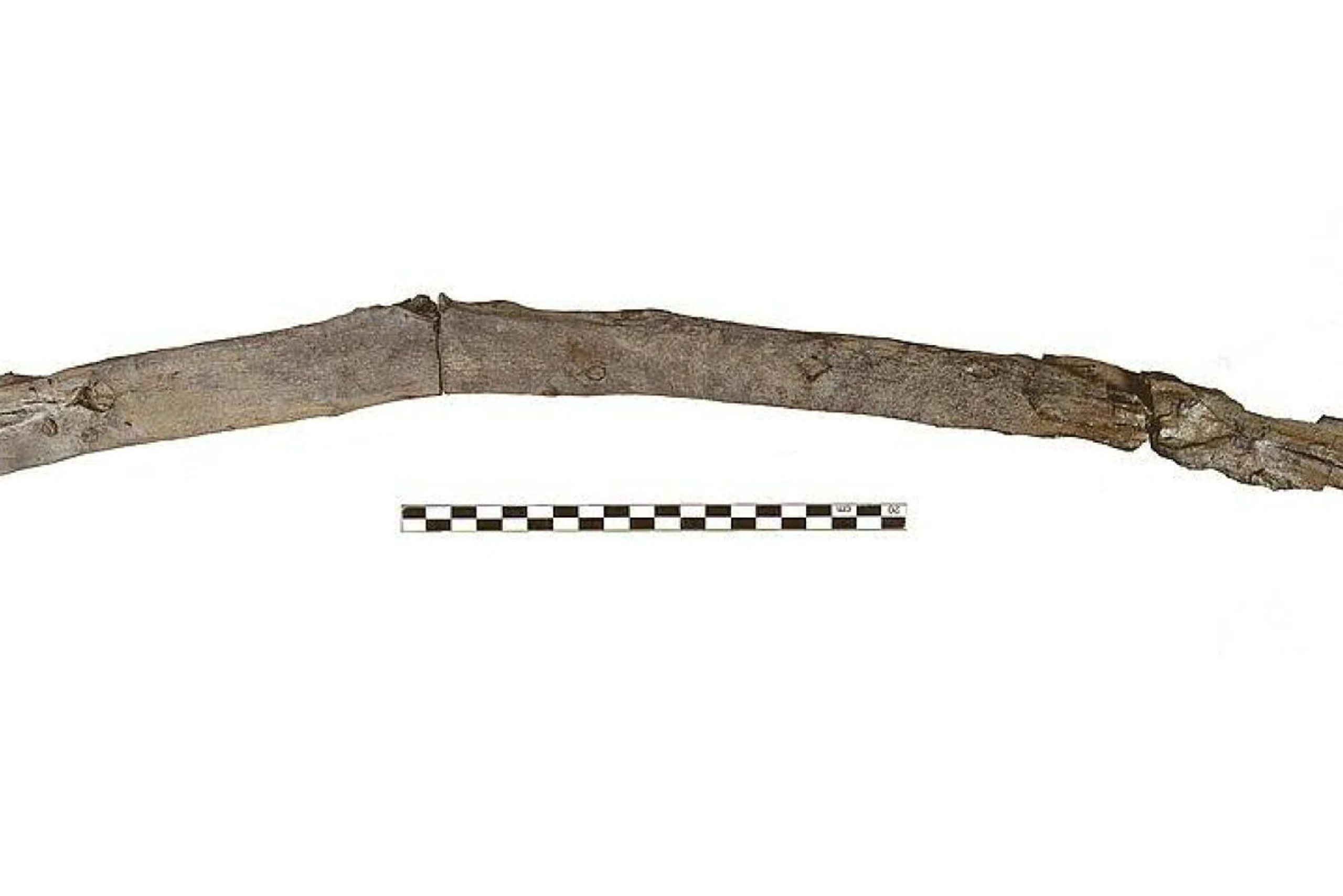 Der 430.000 Jahre alte Grabstock zeigt deutliche Arbeits- und Abnutzungsspuren