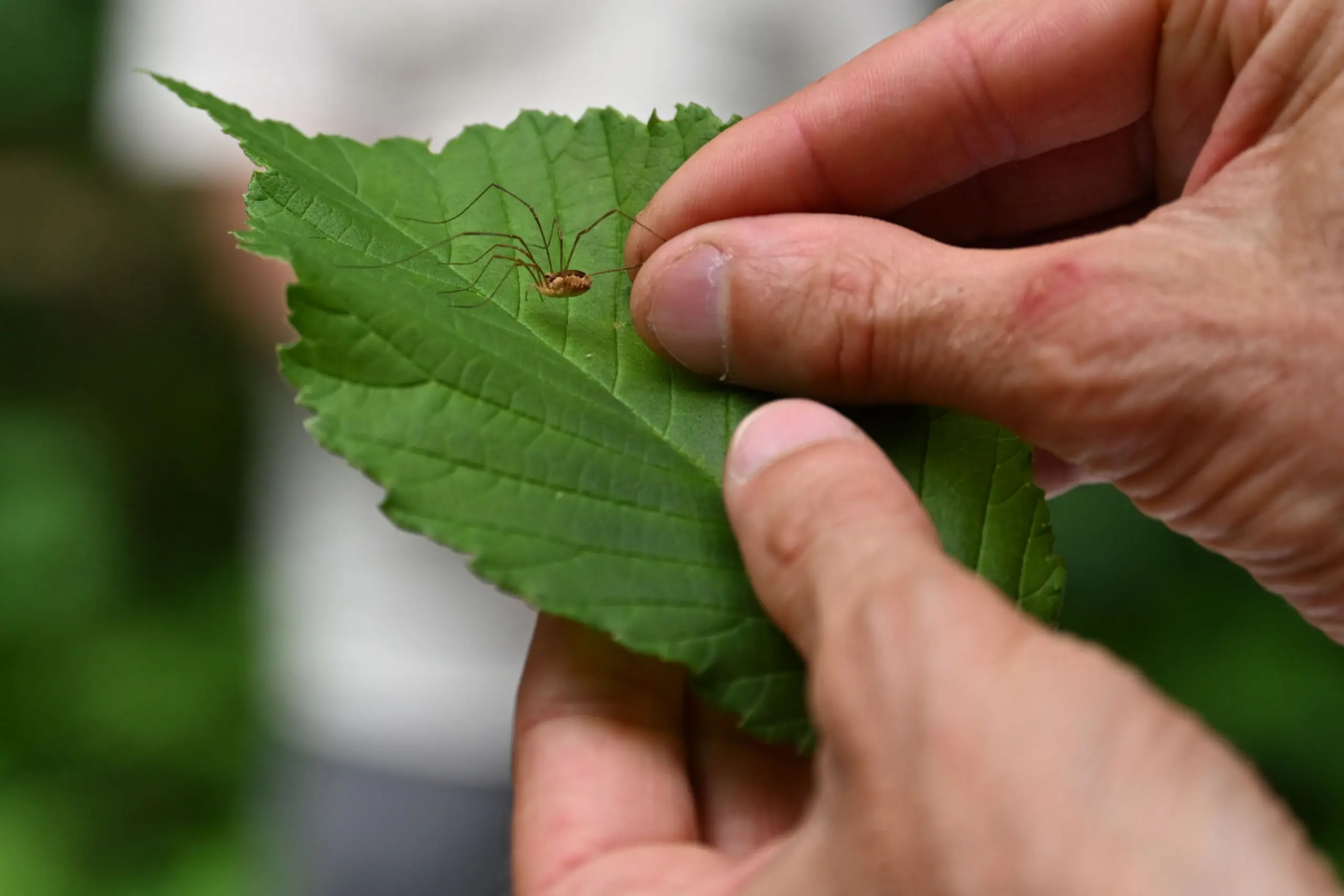 Weberknechte haben unterschiedliche Rückenmuster
