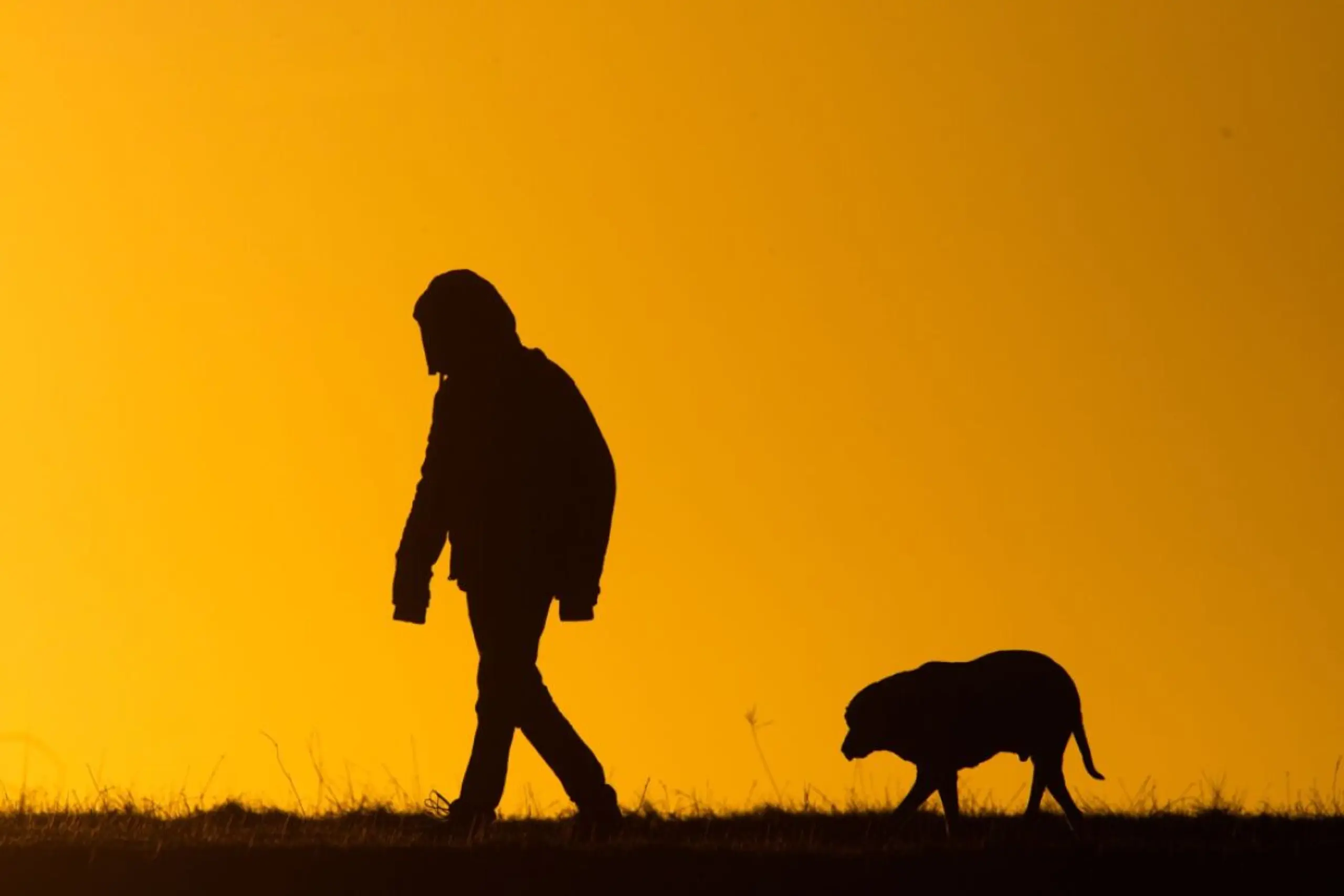 ++ ARCHIVBILD ++ Menschliche Stimmen führen bei Hunden zu emotionaler Erregung
