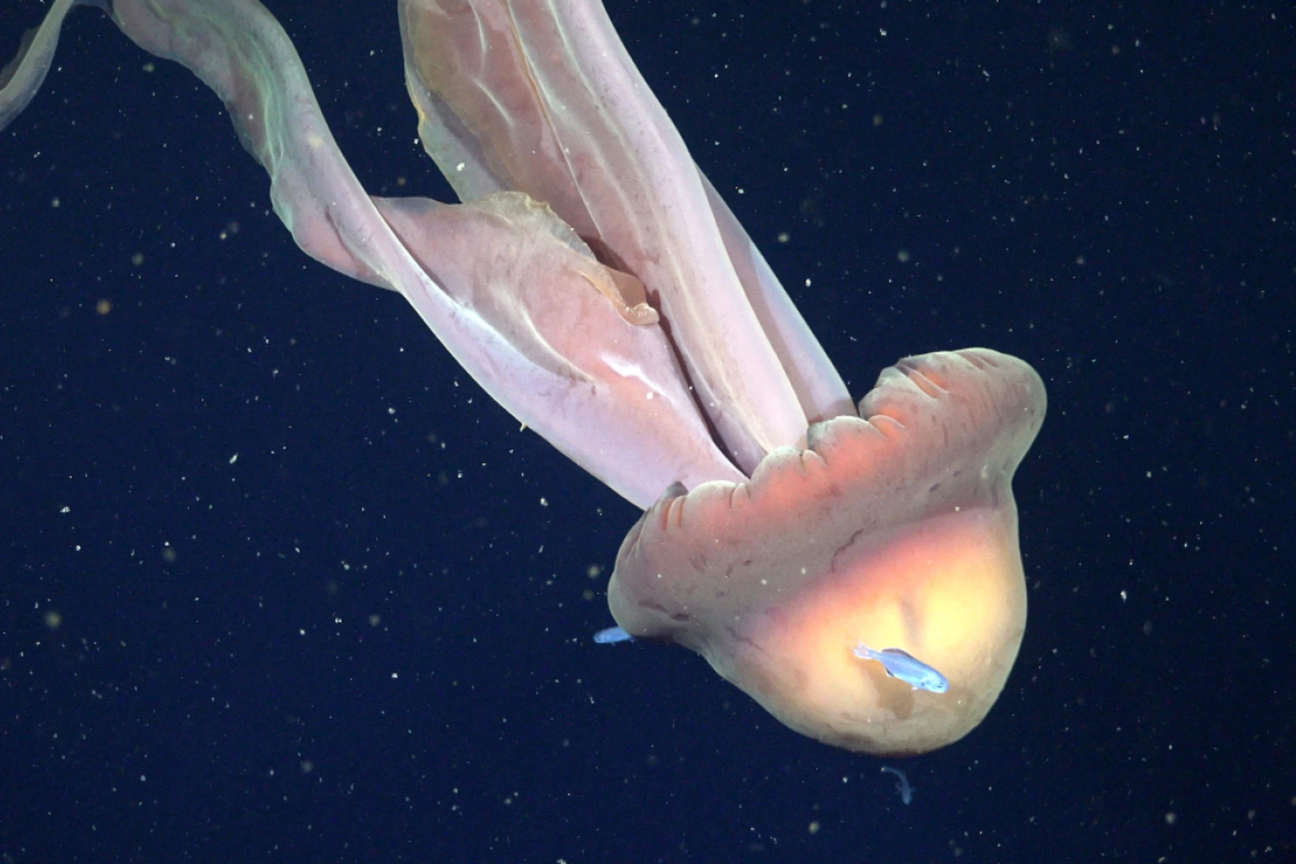 Stygiomedusa gigantea in 250 Meter Meerestiefe