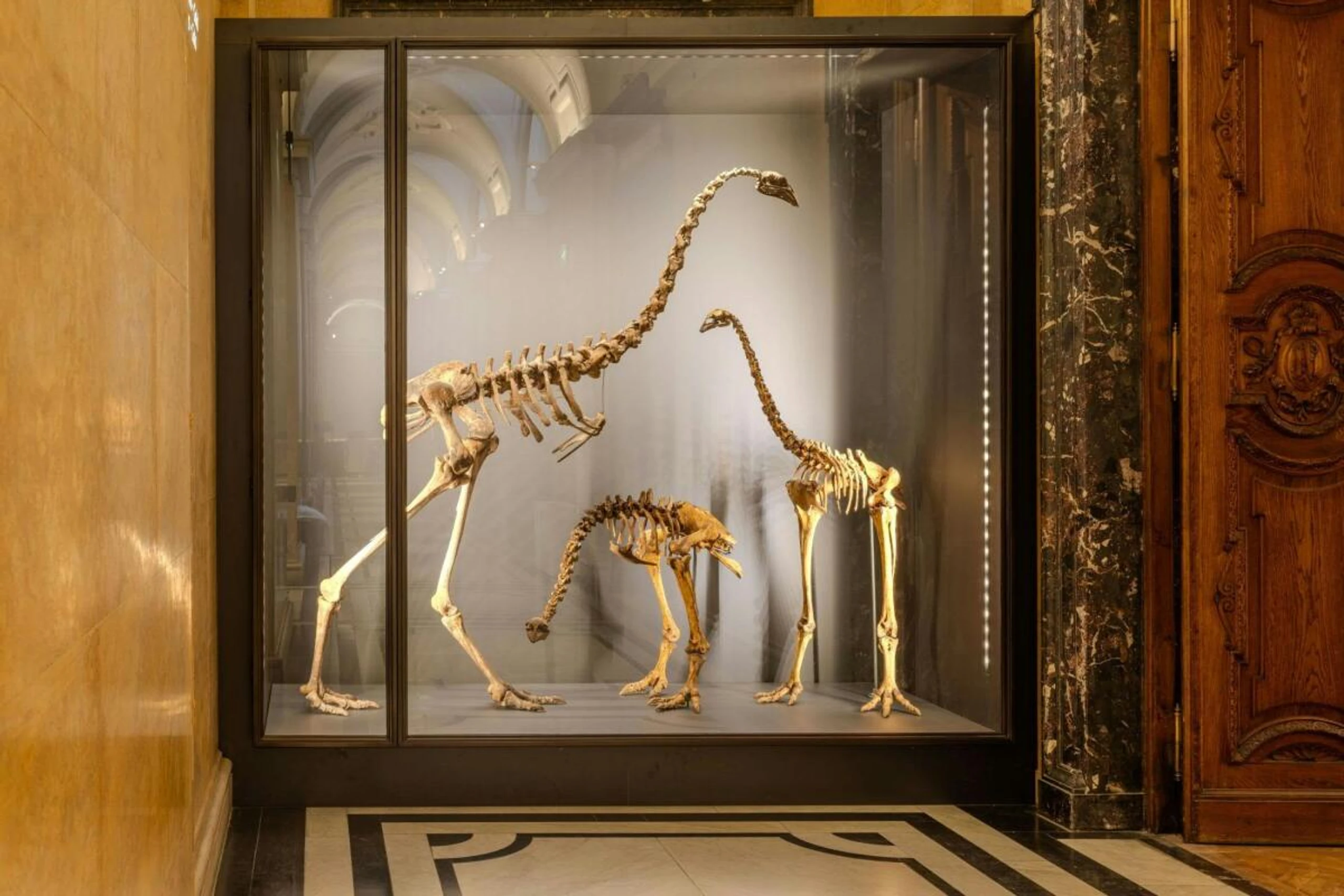 Drei Moas in der Vitrine