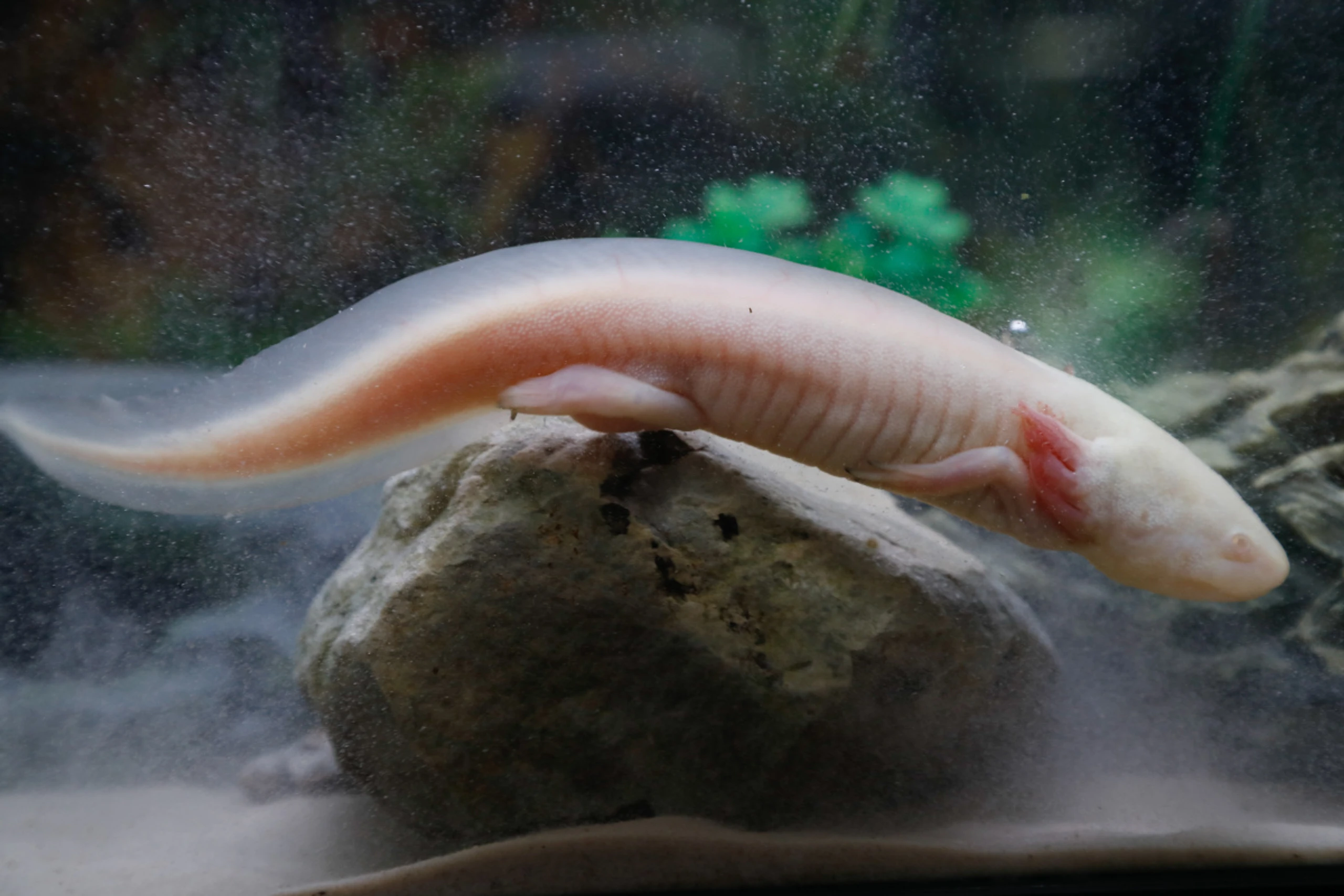 Alleskönner Axolotl