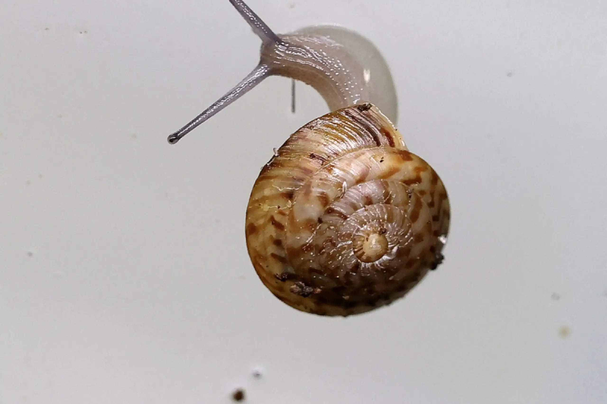 Erfolg für Artenschutz