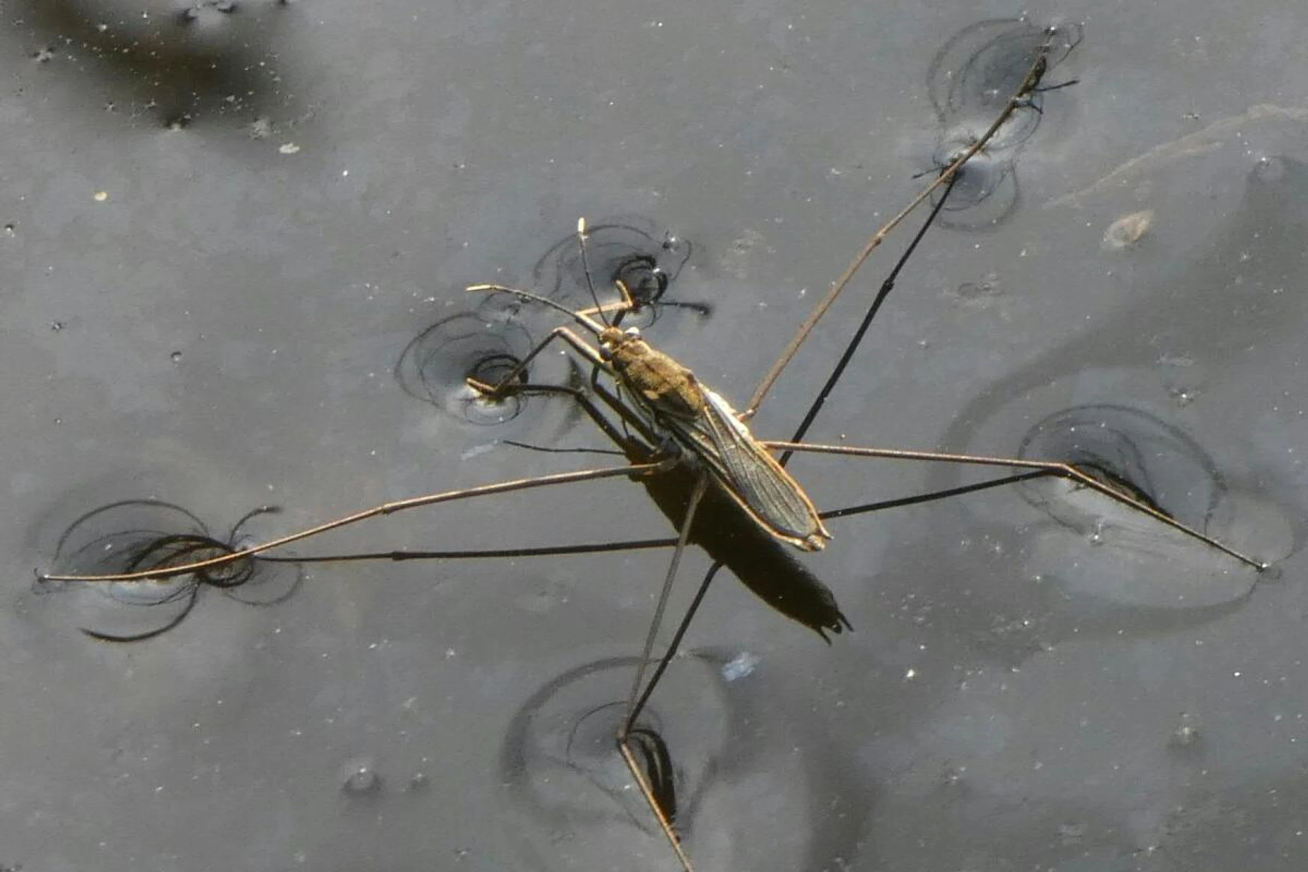 Forscher klärten die Stammesgeschichte der Wasserläufer