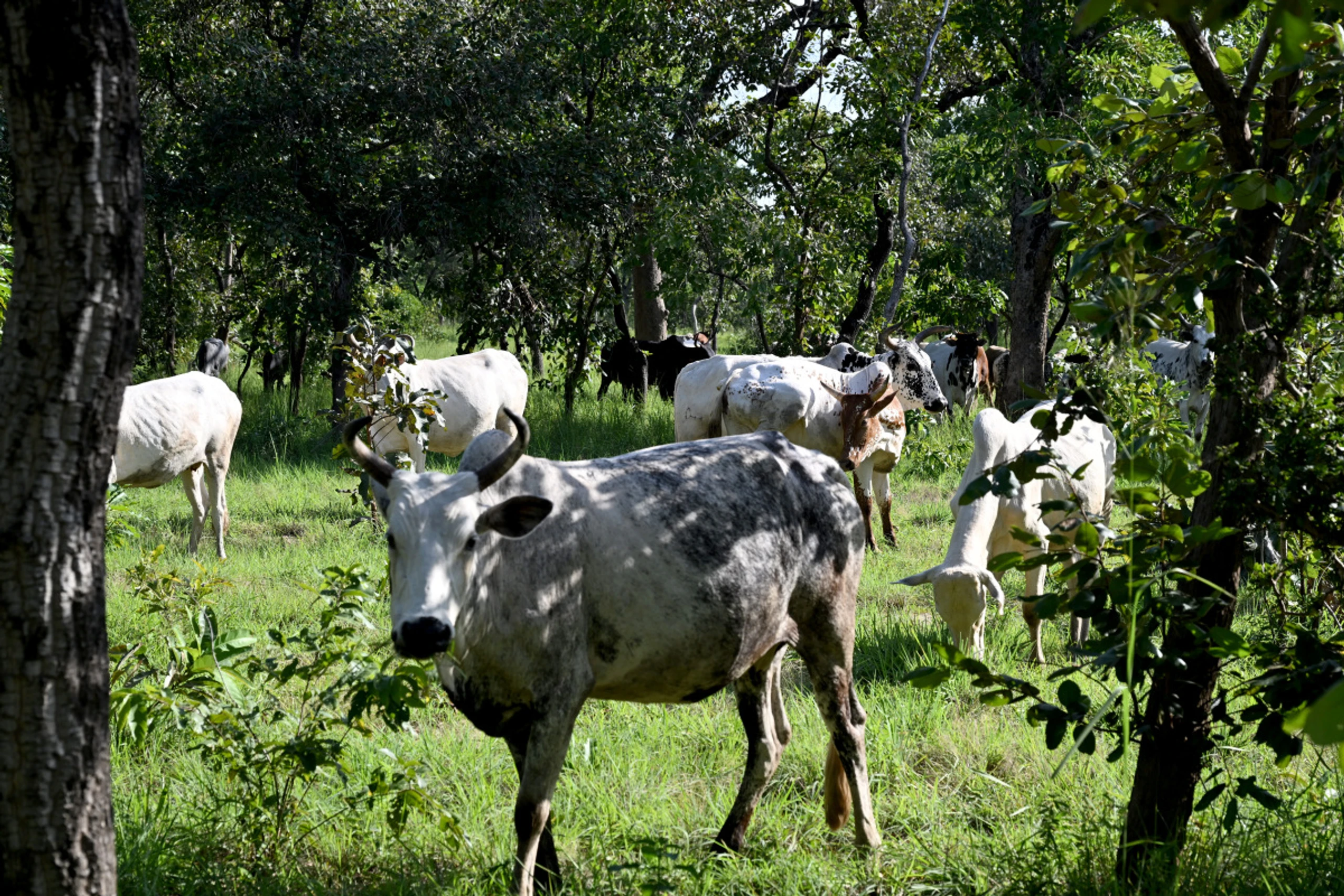 Betroffen ist der Studie zufolge vor allem Afrika