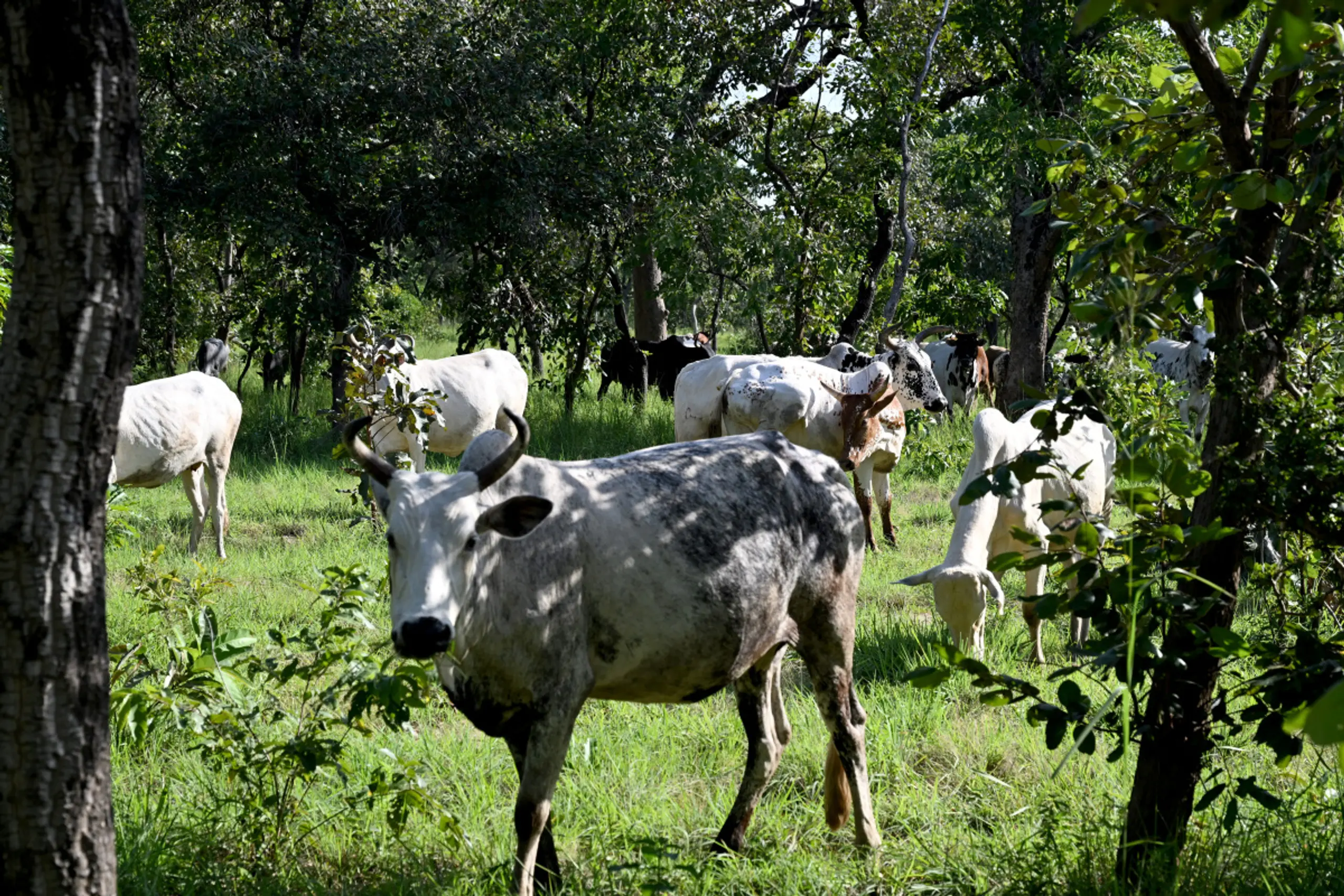 Betroffen ist der Studie zufolge vor allem Afrika