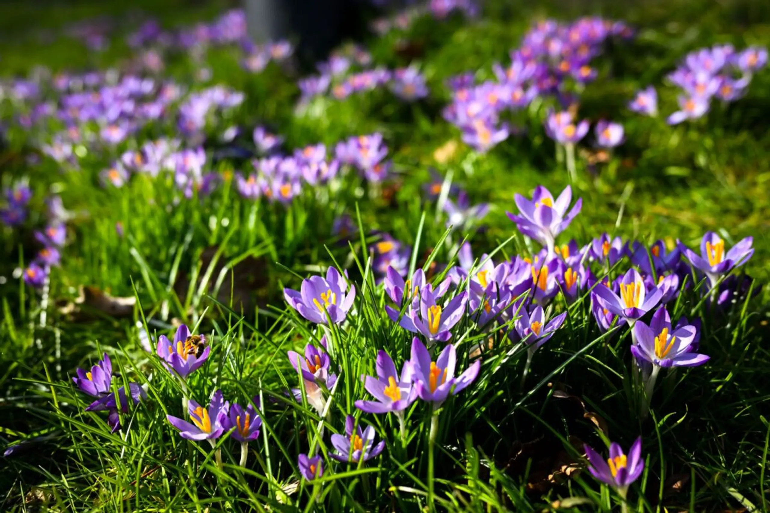 ++ ARCHIVBILD ++ Frühlingsblumen wie Narzissen oder Tulpen sind giftig