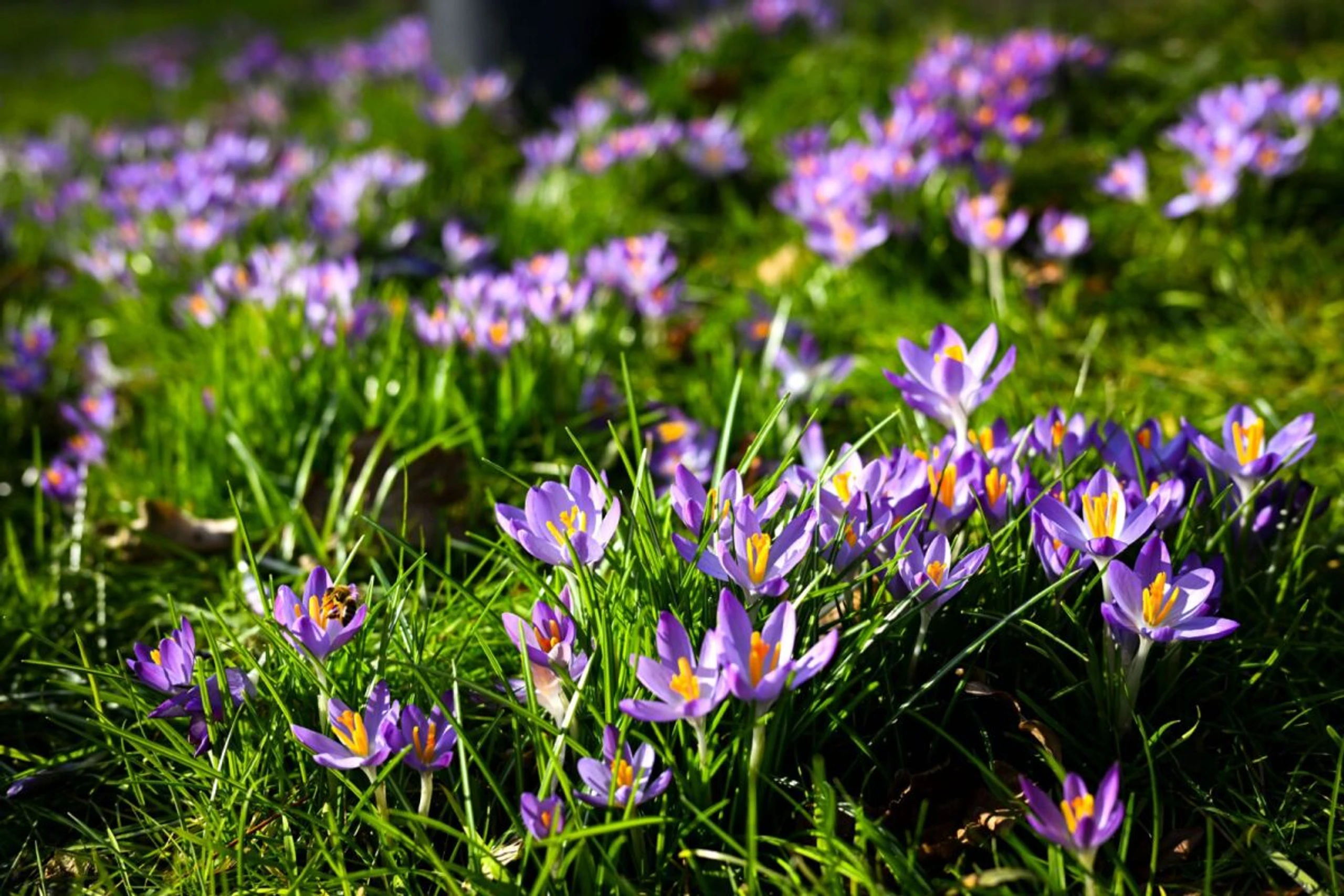 ++ ARCHIVBILD ++ Frühlingsblumen wie Narzissen oder Tulpen sind giftig