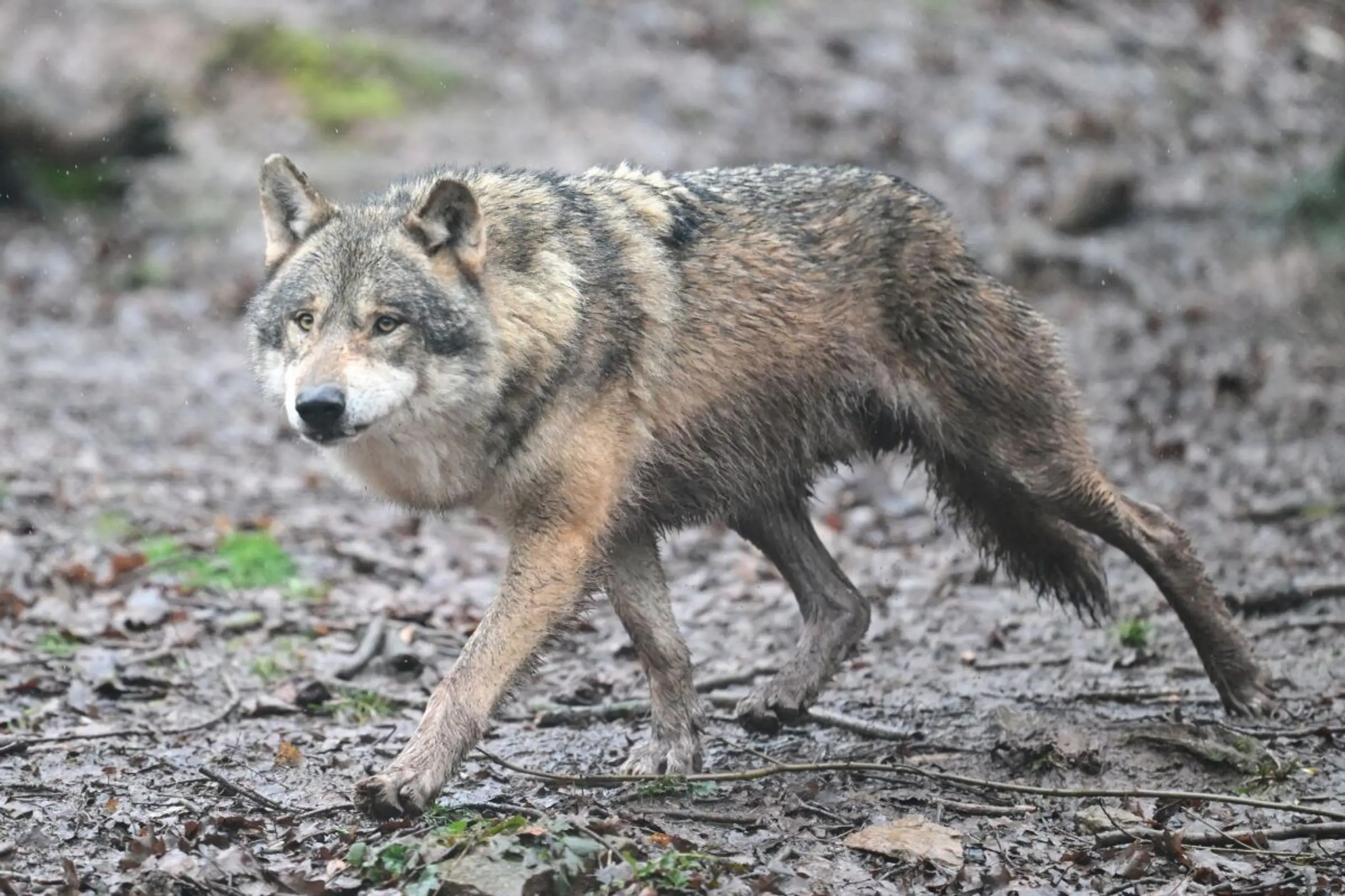 Der Wolf meidet den Menschen offenbar auch bei gewissem Naheverhältnis