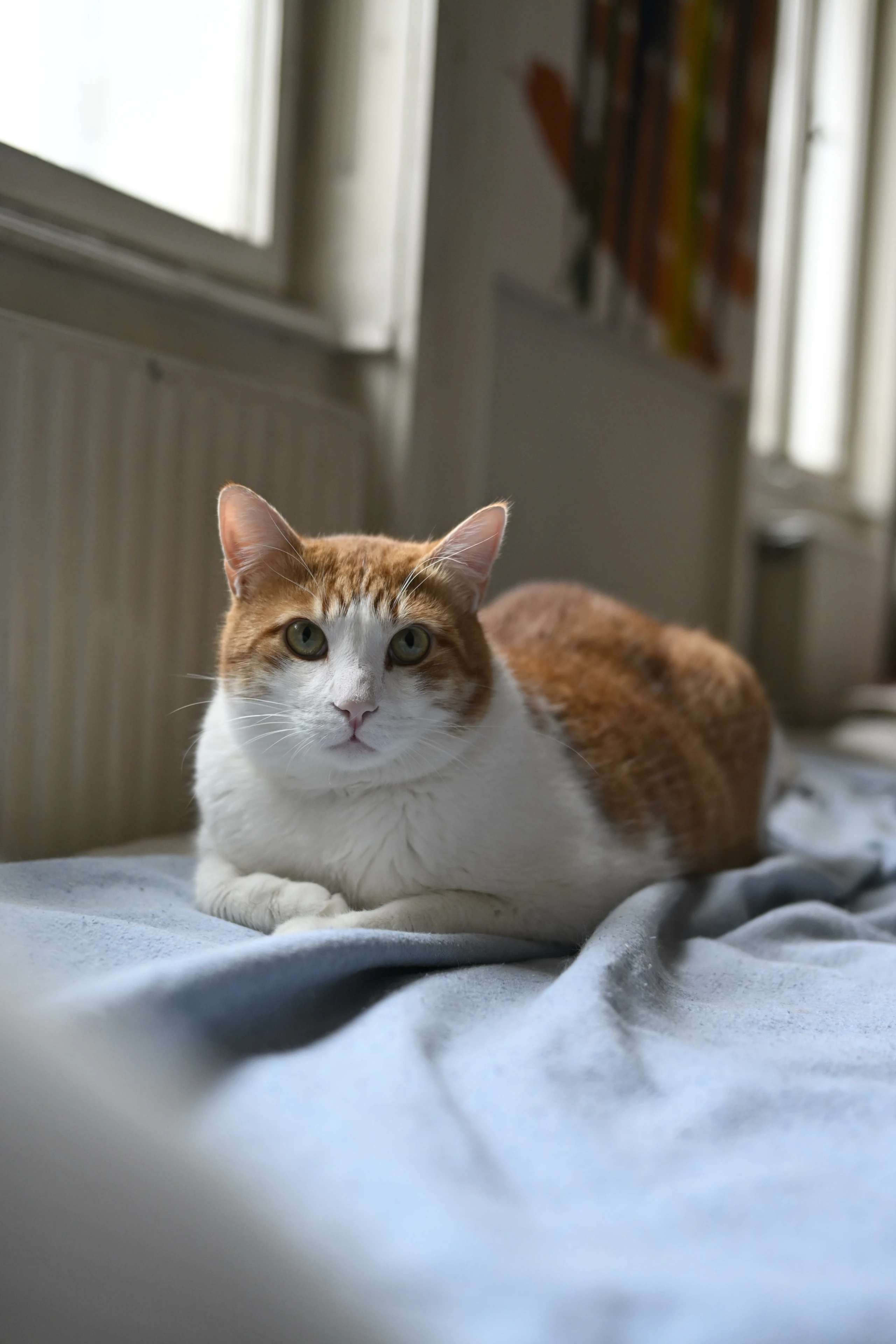 Blurred image background