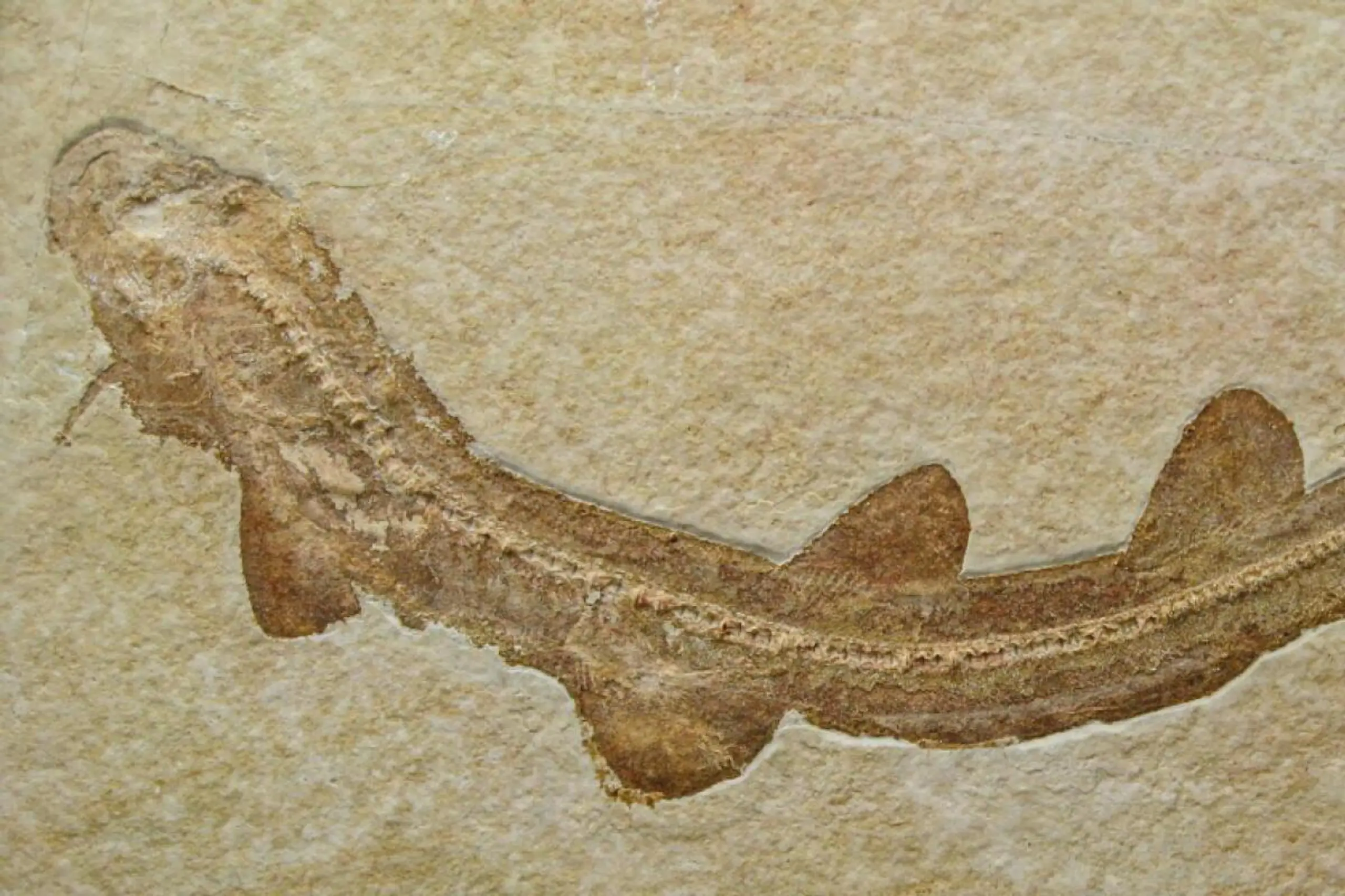 Experten rästeln über Urzeithai mit auffälligem Kehlbartel