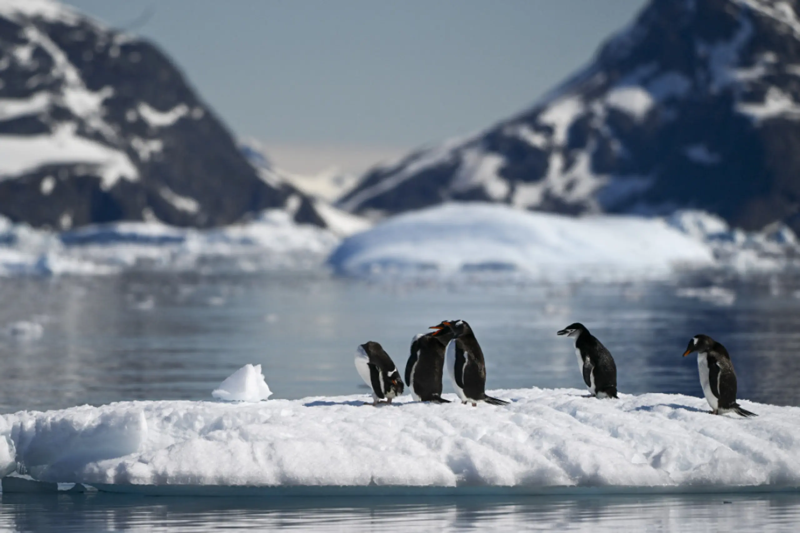 Kann bis zu "100 Prozent" der infizierten Tiere in einem Gebiet töten