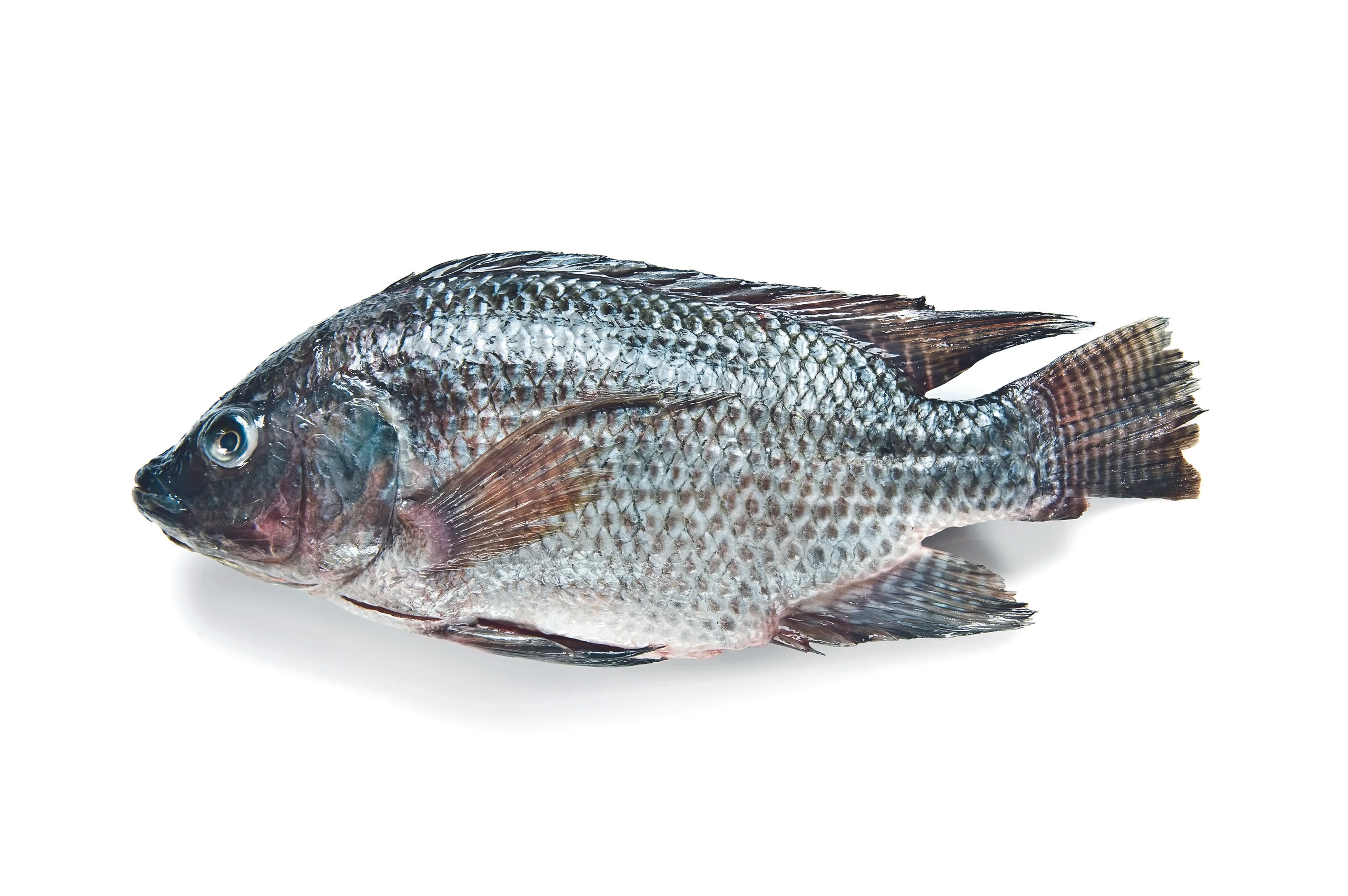 TOP 7: Die besten Fischzüchter Österreichs