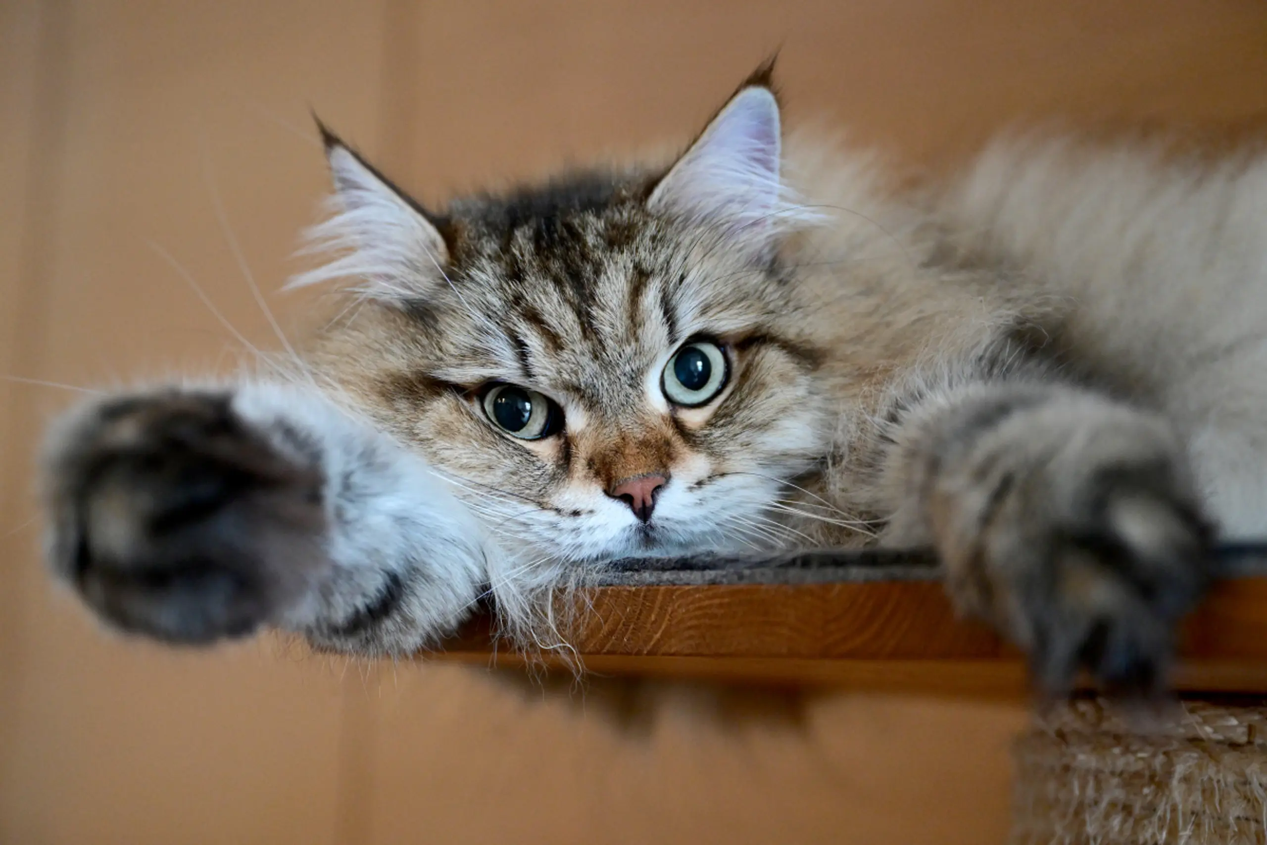 Analysiert wurden für die Studie Gewebeproben von 493 Hauskatzen aus fünf Ländern