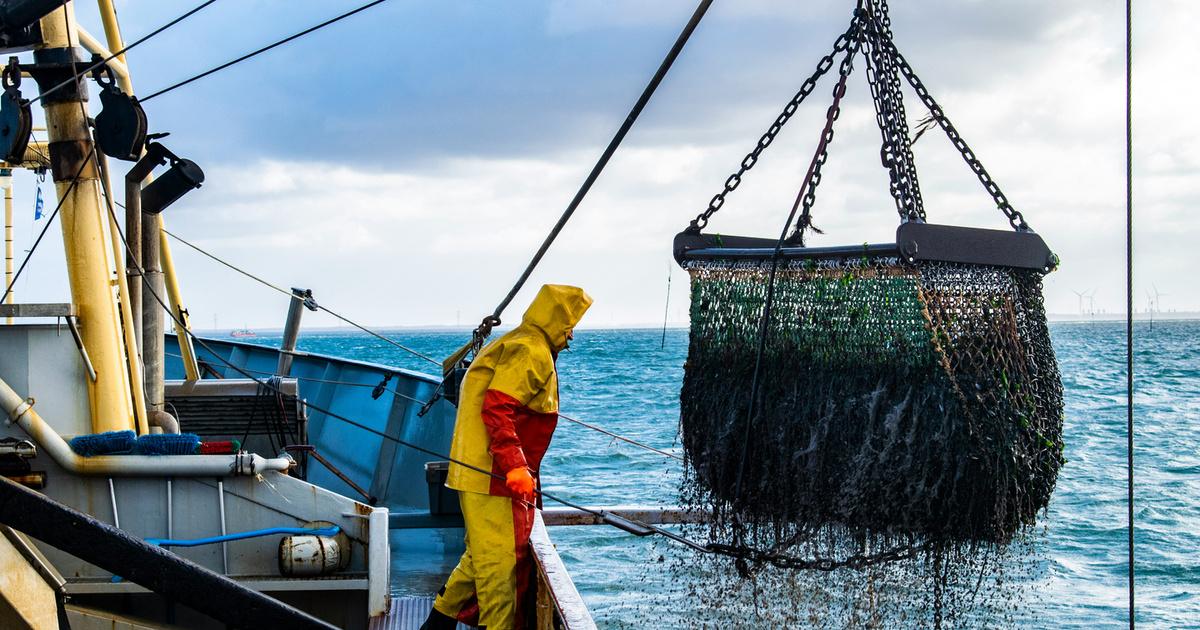 Overfishing: What we eat when the sea is empty