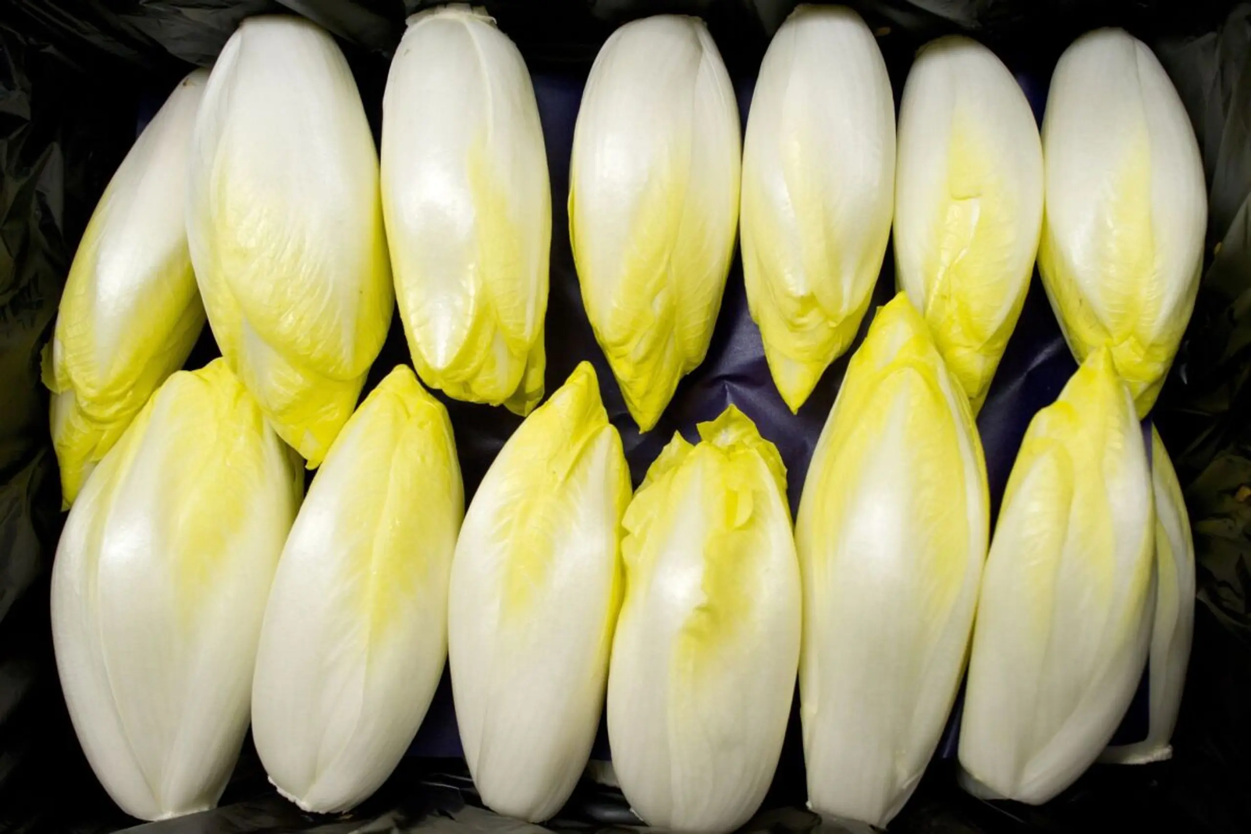 ++ ARCHIVBILD ++ Chicorée, Endivien und Radicchio sind besonders reich an Bitterstoffen