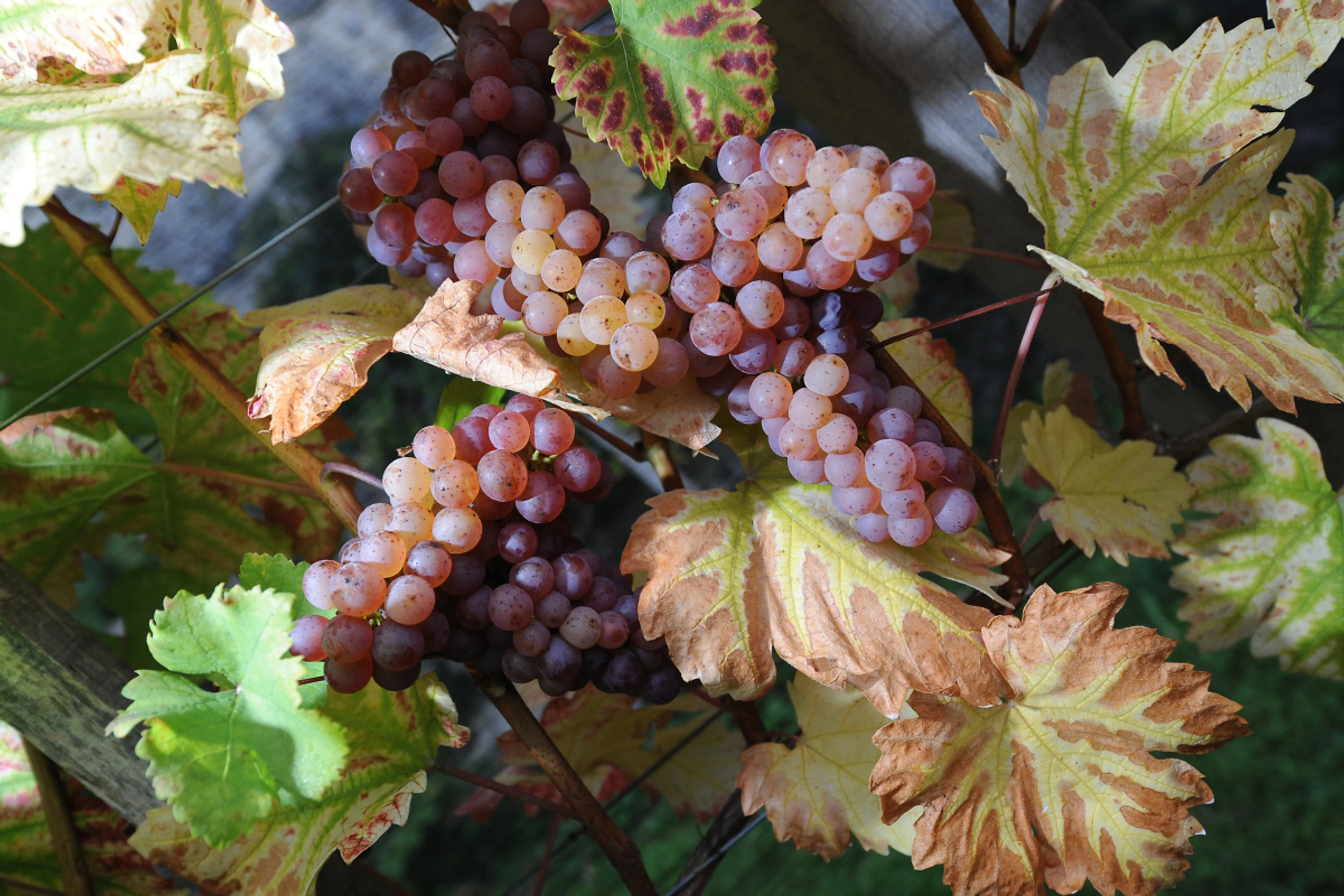 Die Weinproduktion legte zu