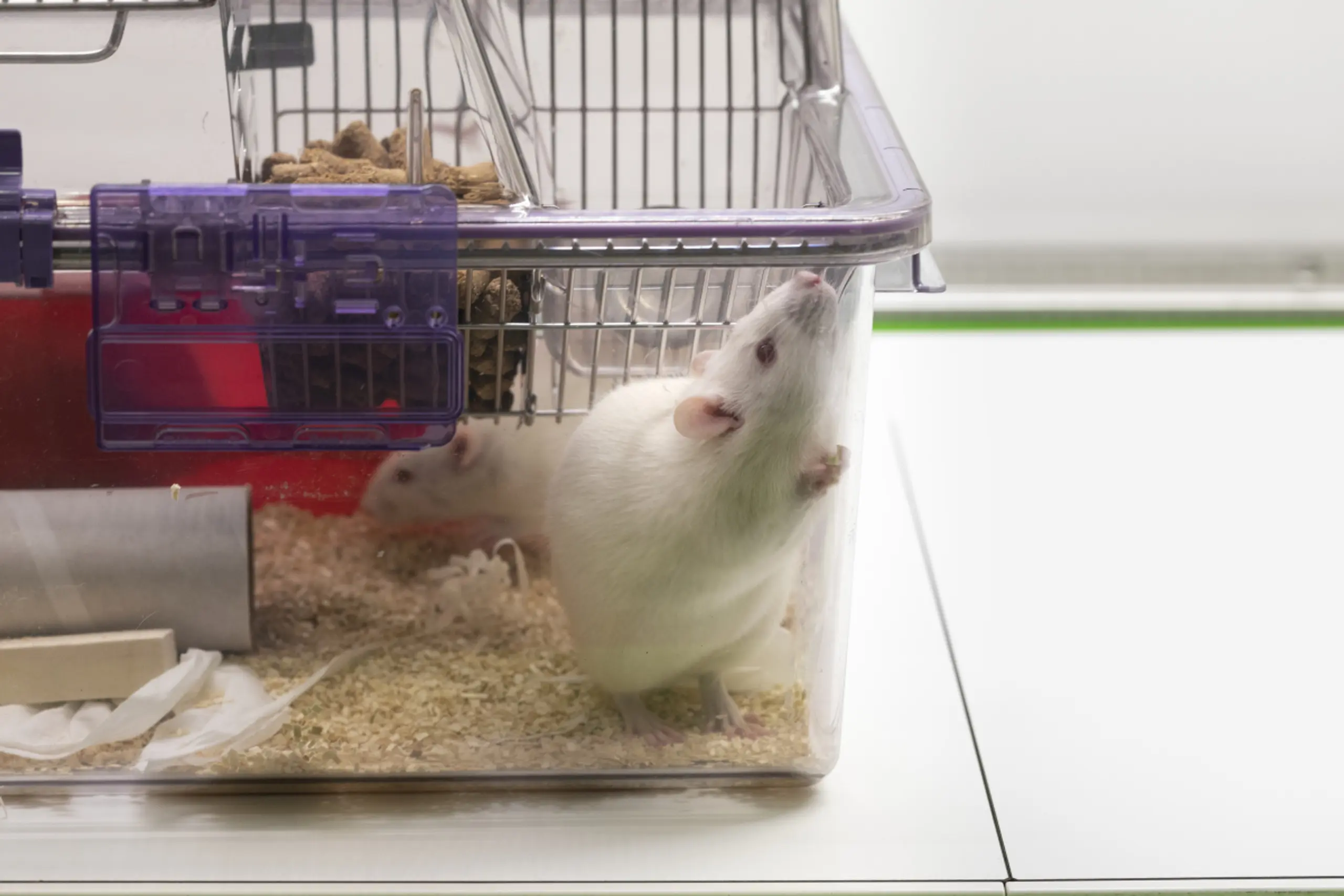 Künstlicher Ohrknorpel wurde in die Haut von Ratten eingesetzt