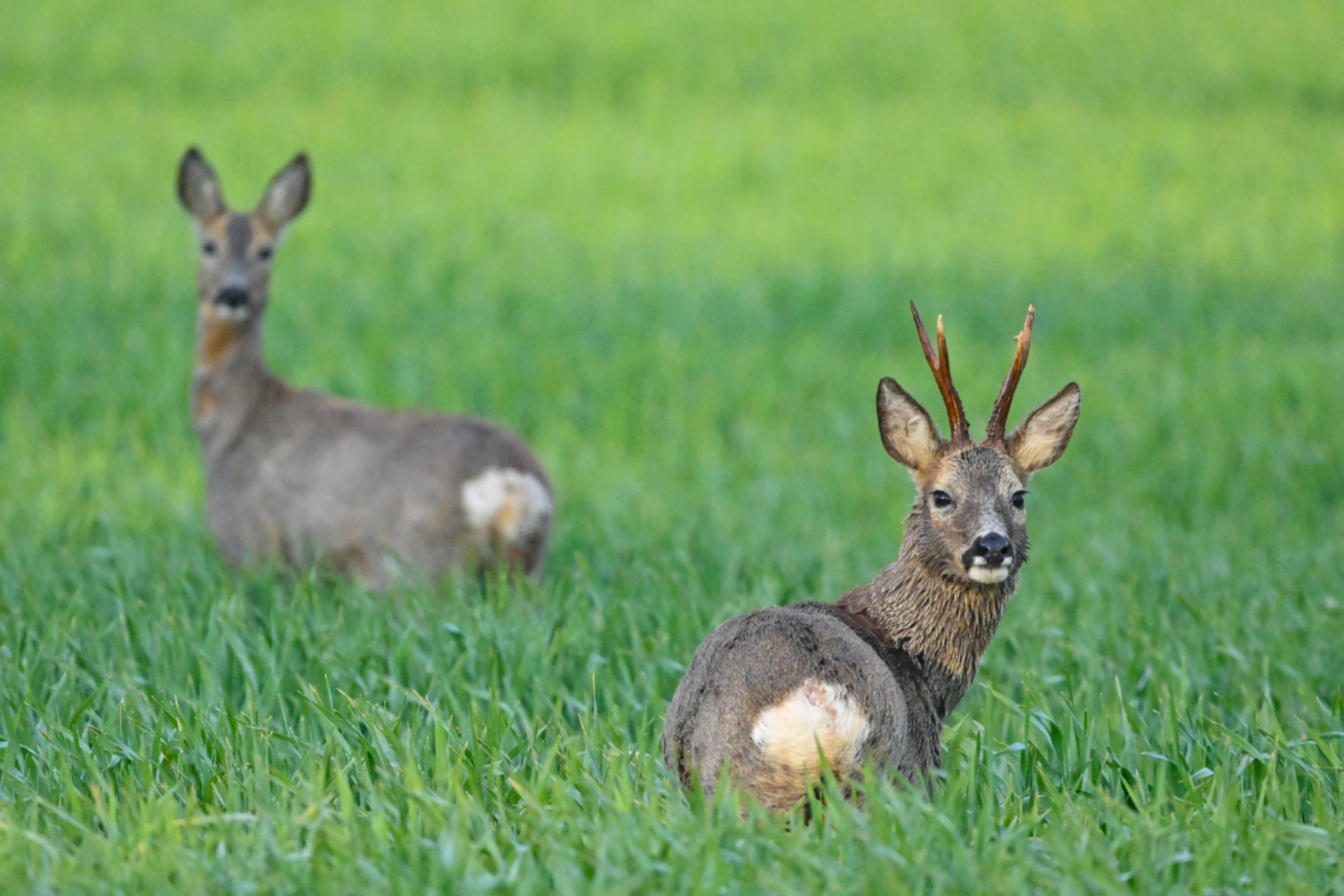 Laut Chemikern kommen jedoch andere gefährliche Verbindungen ins Spiel