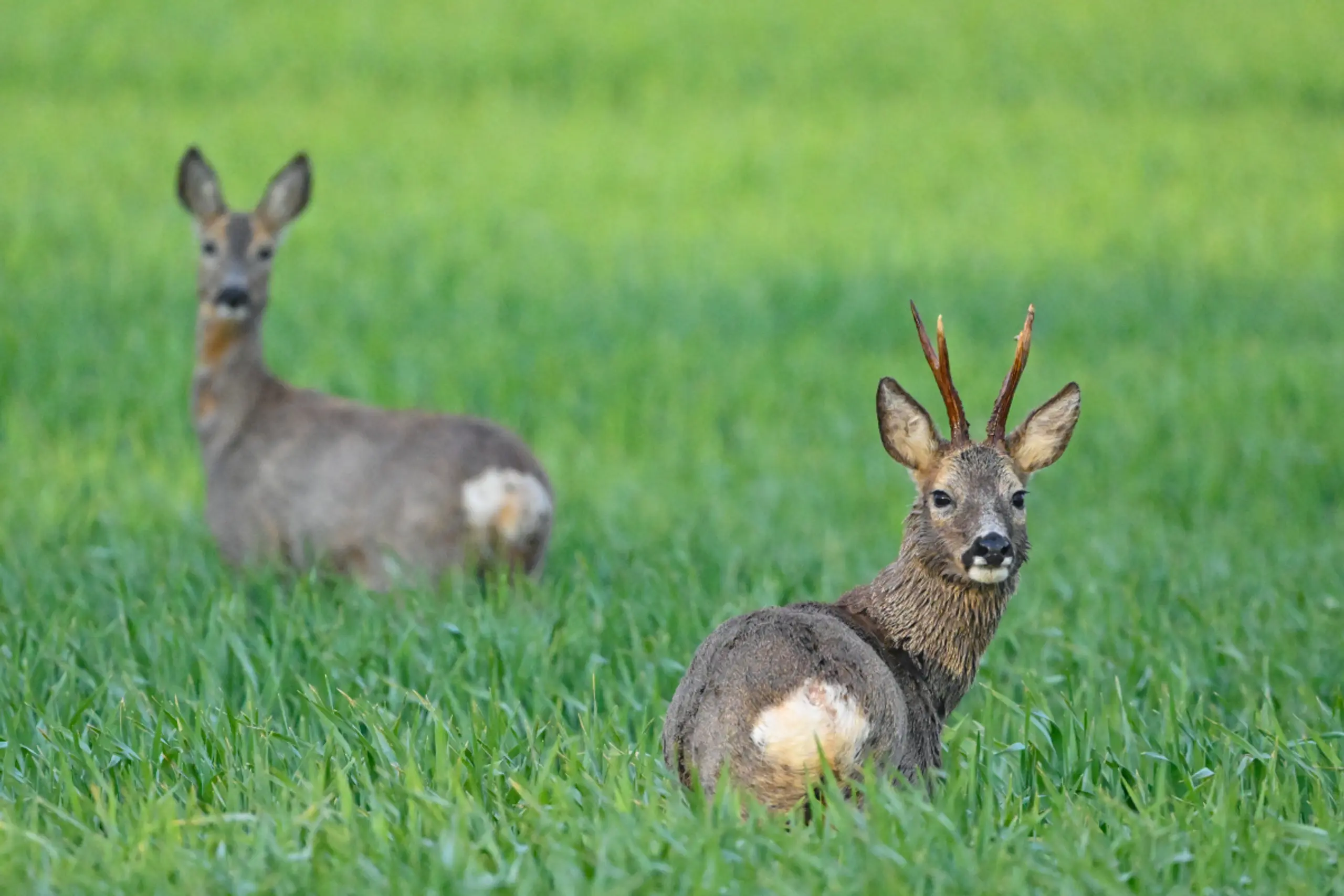 Laut Chemikern kommen jedoch andere gefährliche Verbindungen ins Spiel