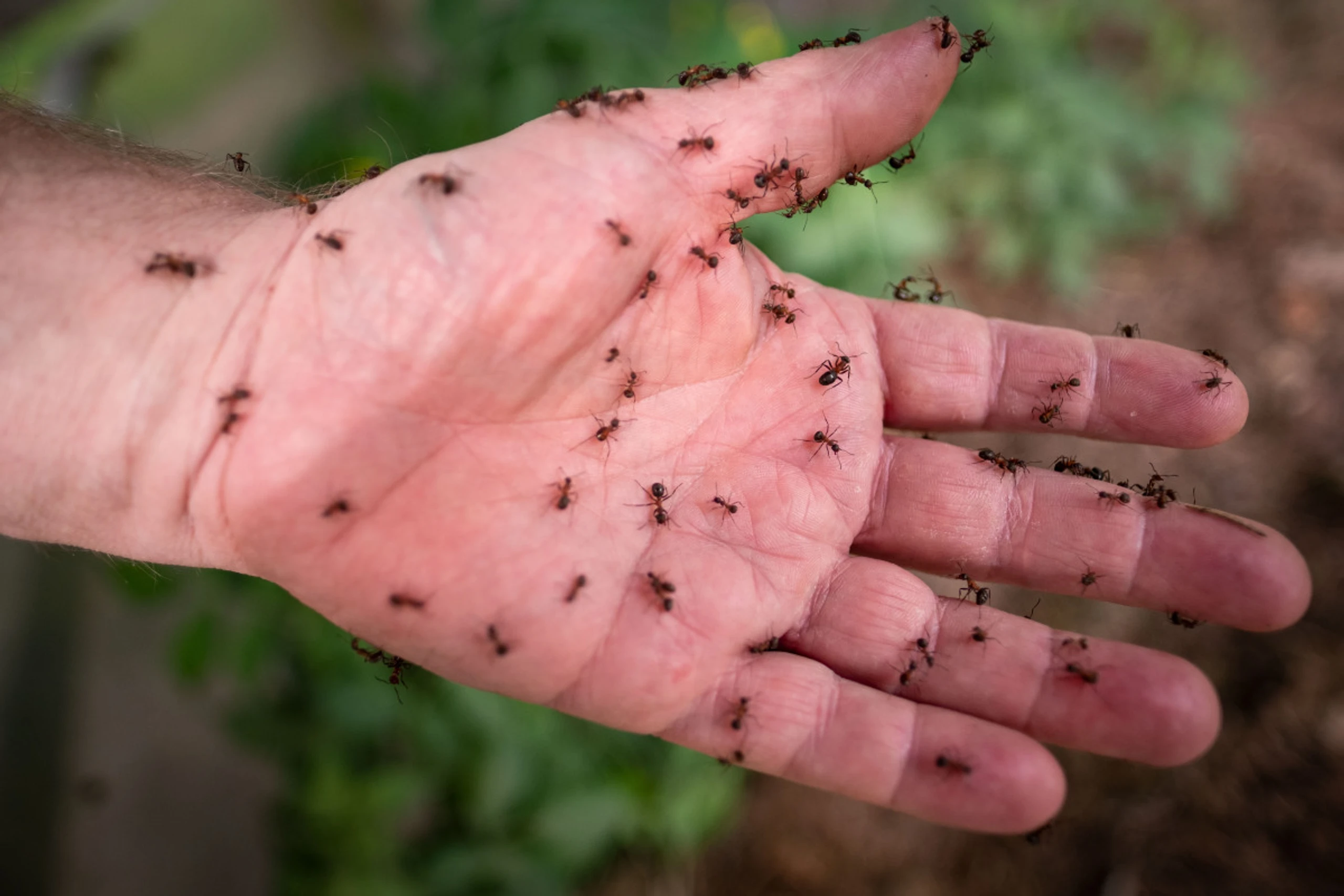 Forscher mit "spektakulären Entdeckung" bei Ameisenart