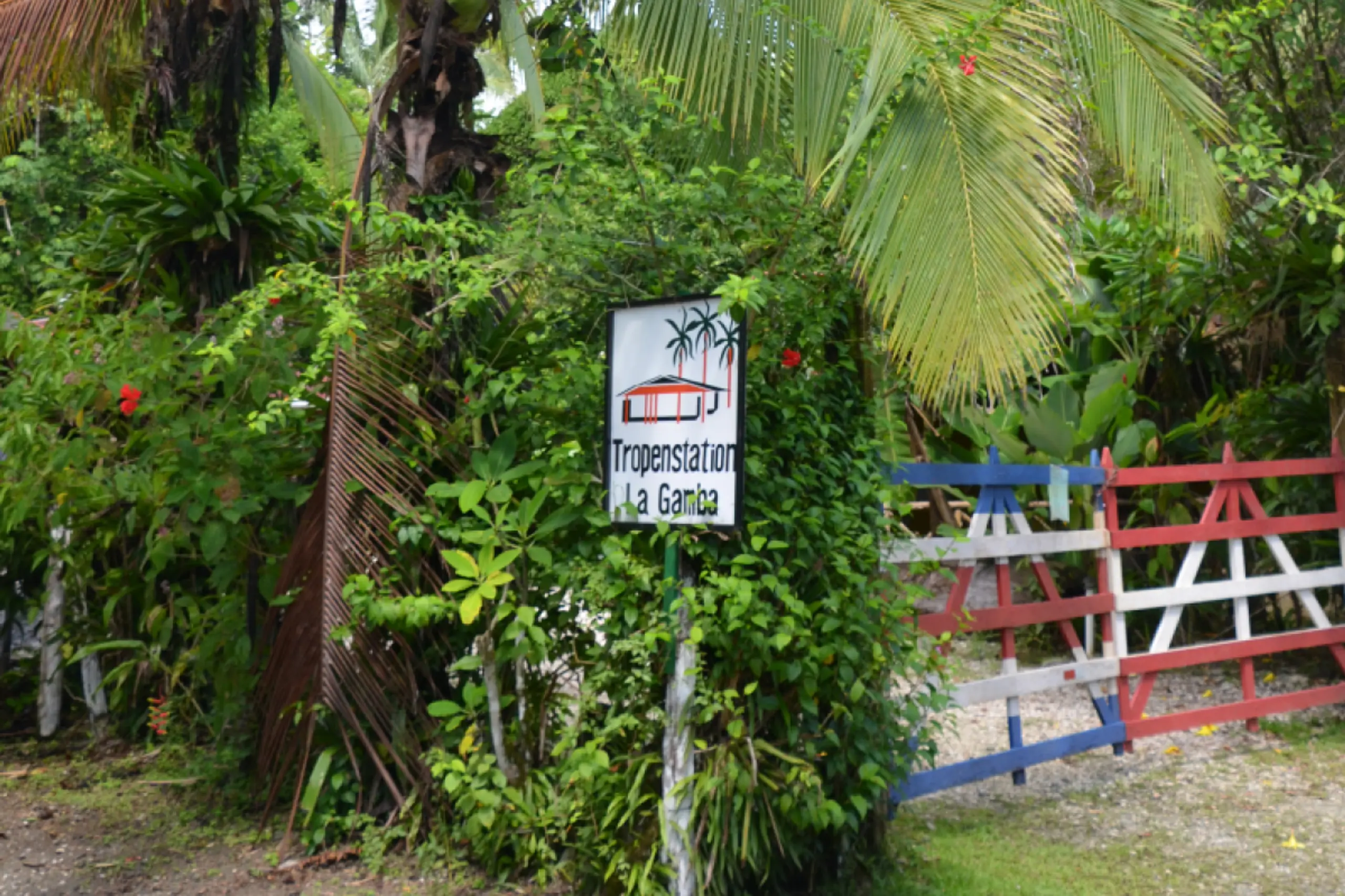 Wiederbewaldung im Umfeld der österreichischen Tropenstation La Gamba