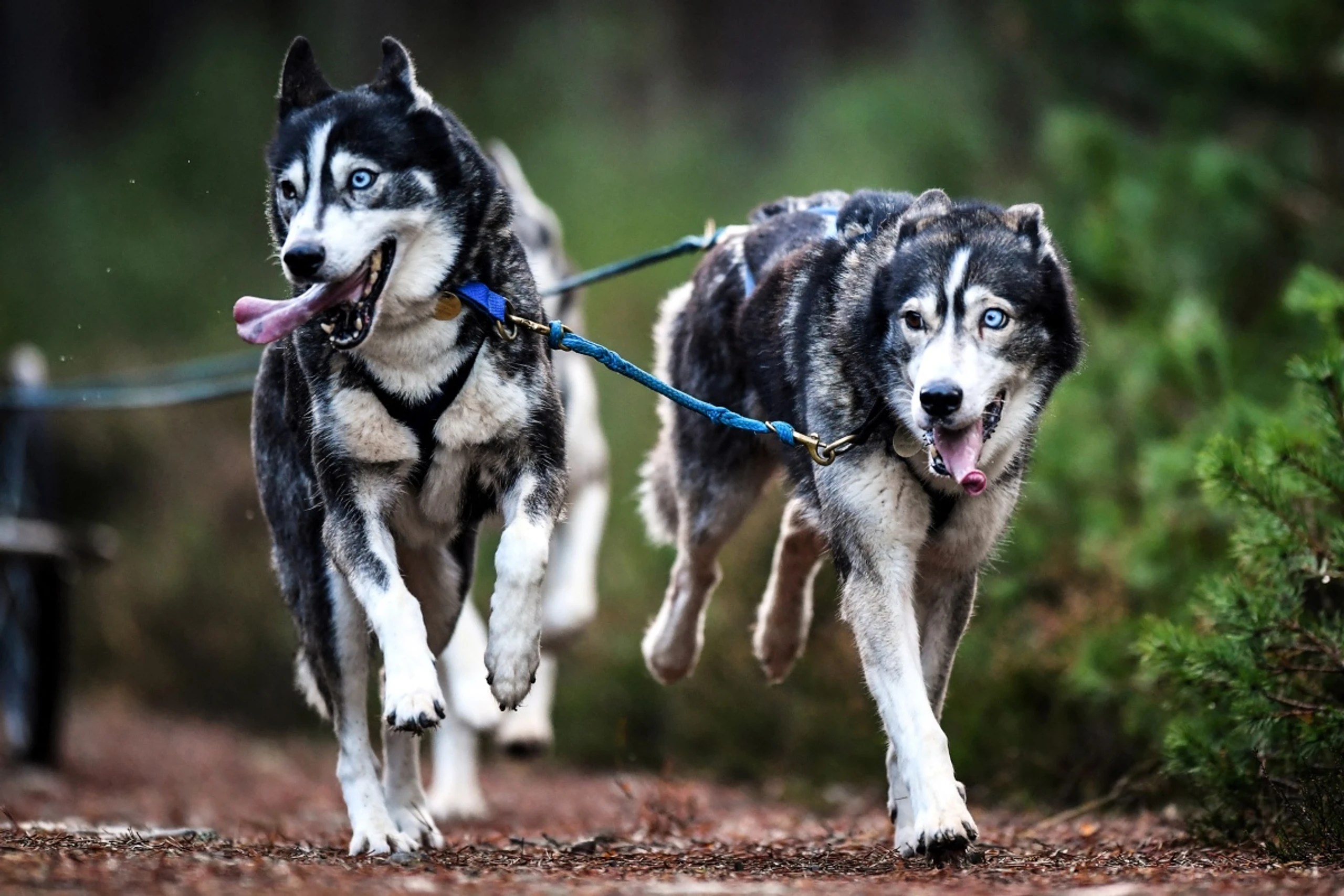 Siberian Husky bei der Arbeit