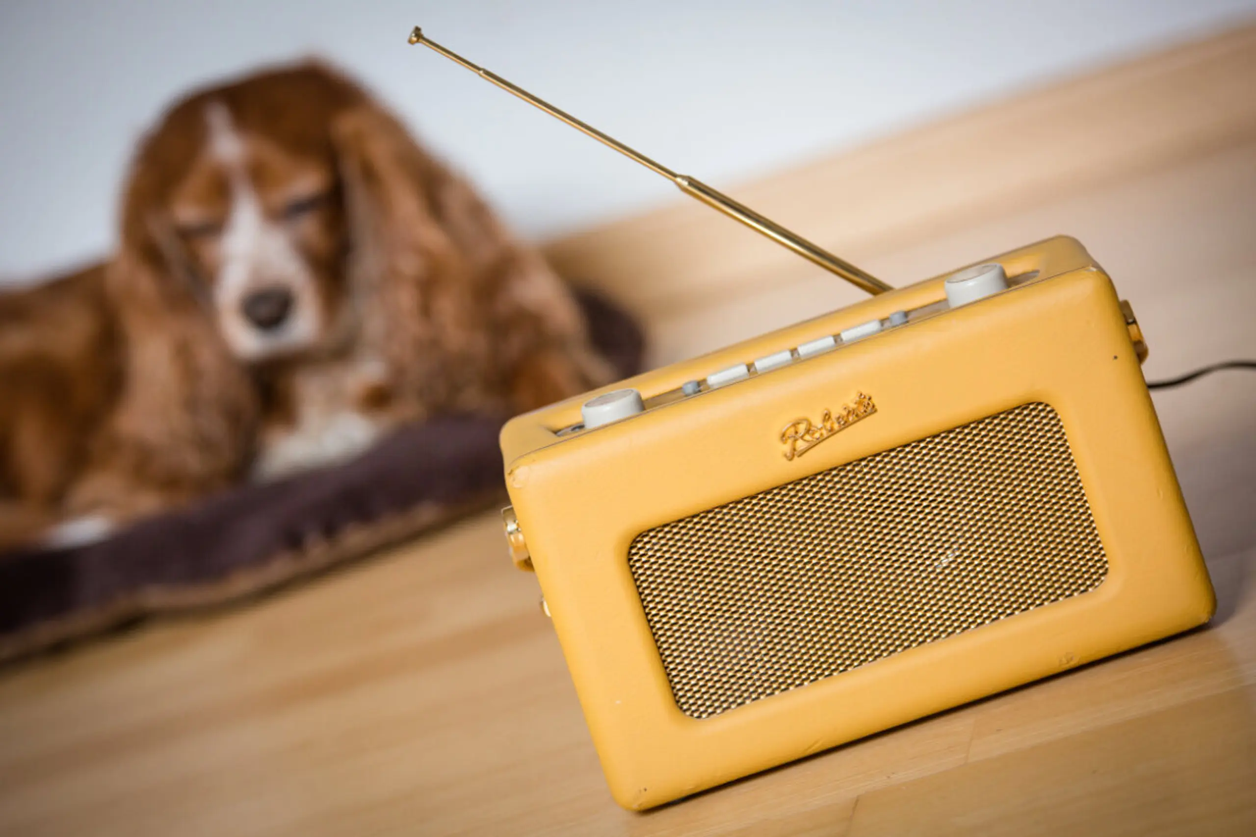 Nichtkommerzielle haben einen demokratischen Wert