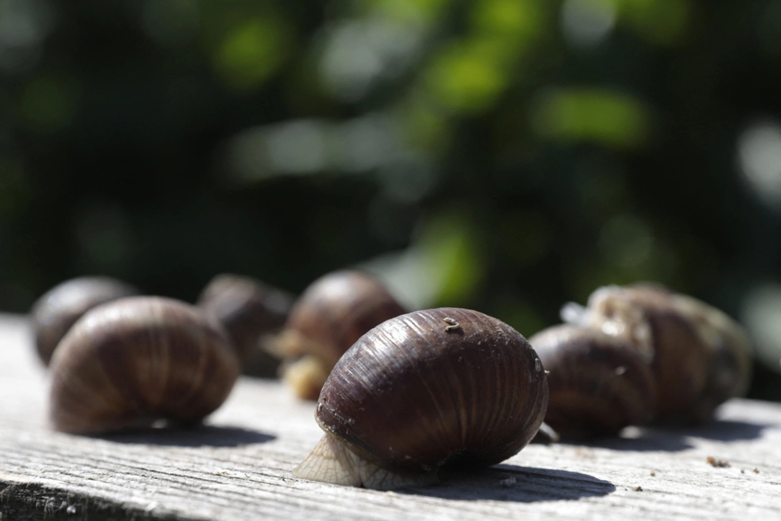 Schnecken beim Rasten