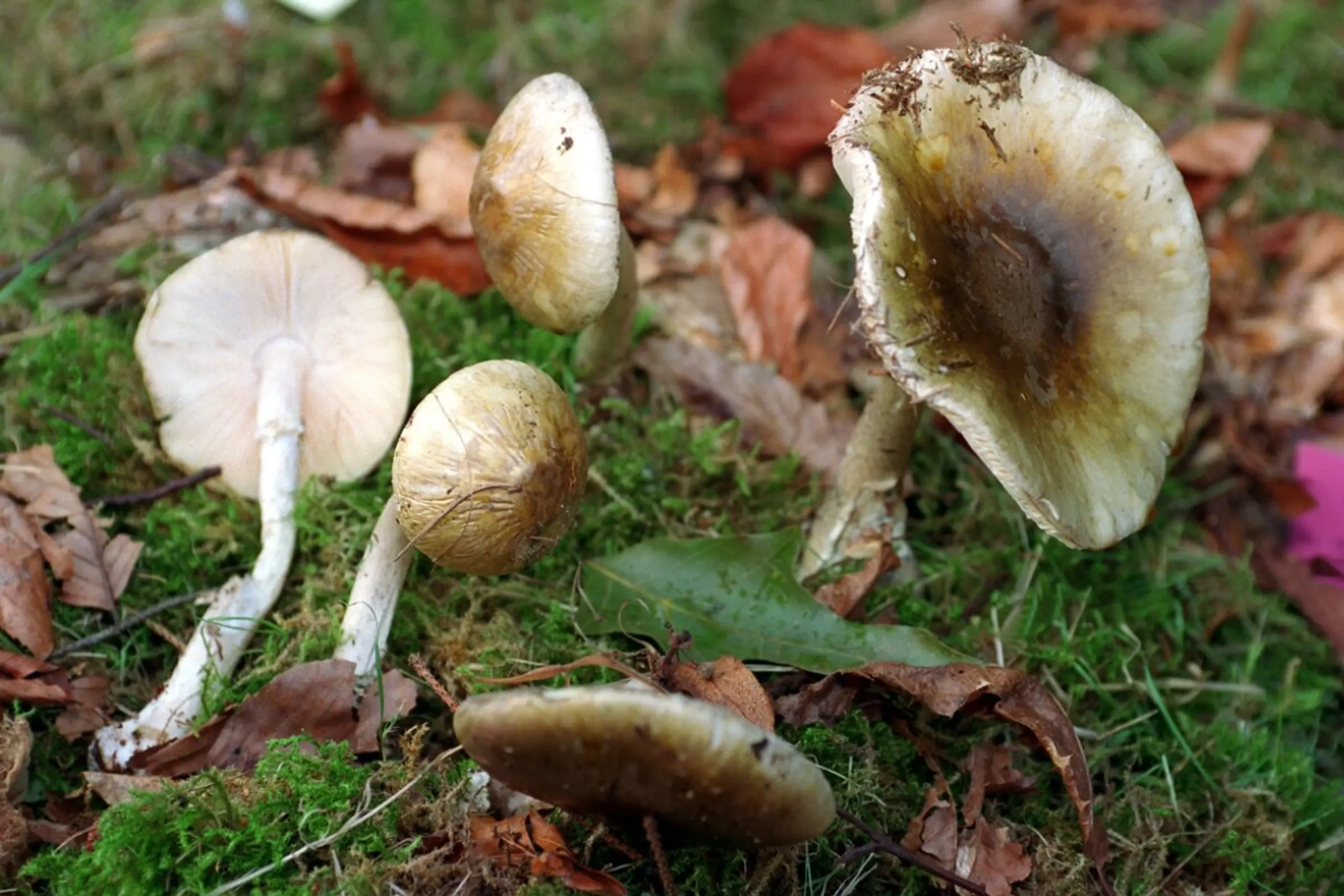 Pilze sind auch unterirdisch von großer Bedeutung