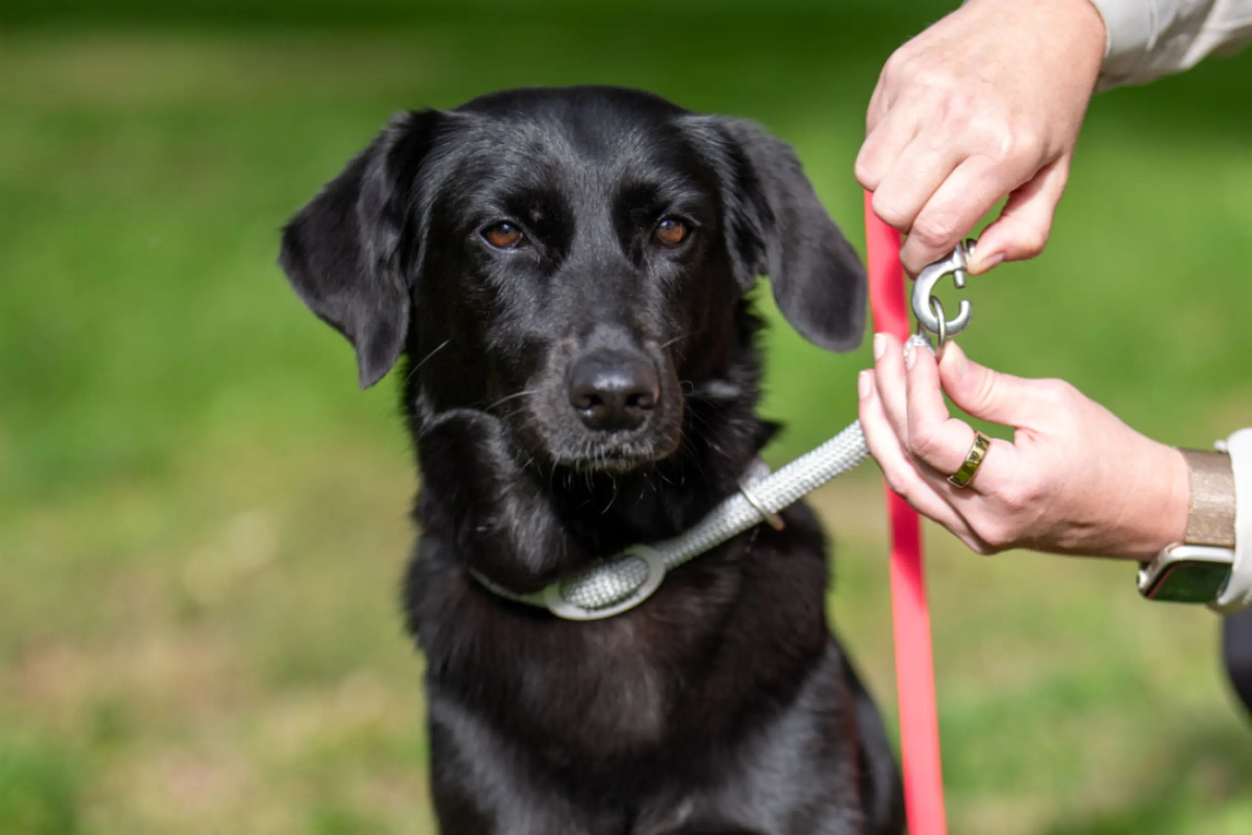 Verpflichtende Sachkundekurse für Halter sollen komme