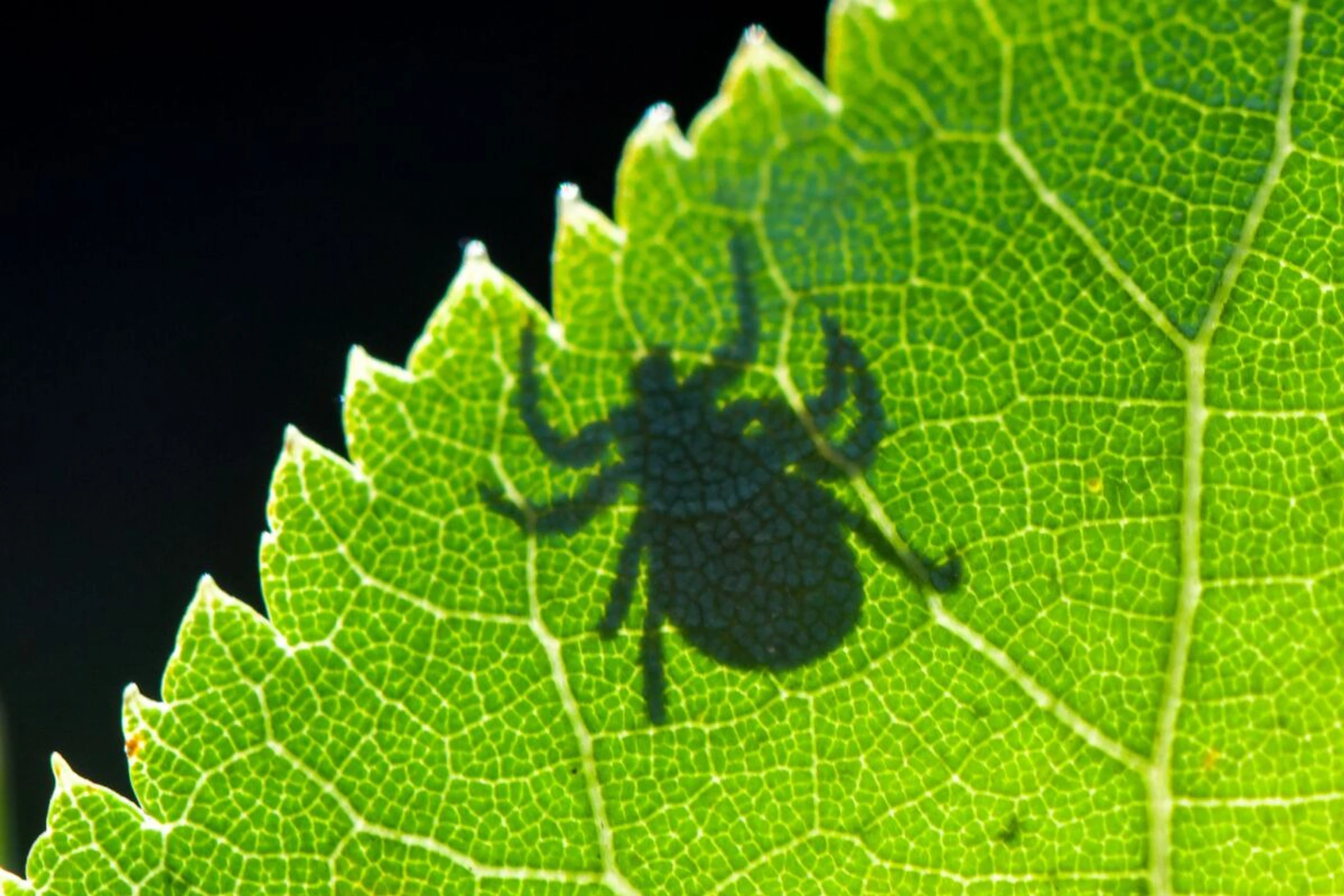 Infektionen mit dem FSME-Virus können schwerwiegend sein