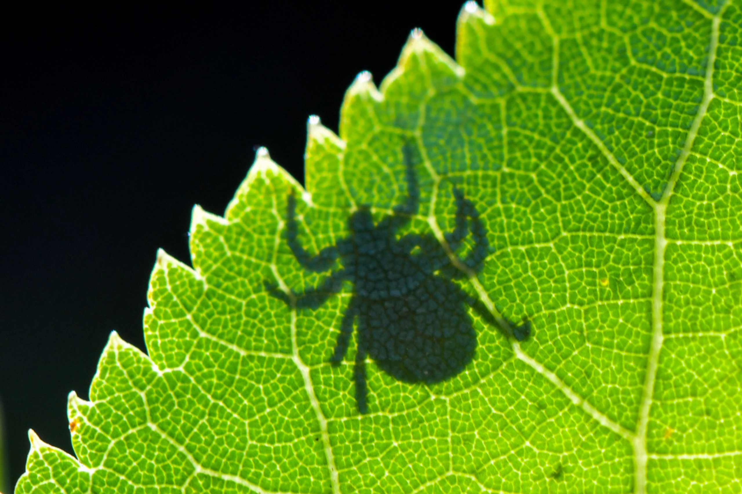 Österreichweit werden jährlich zwischen 100 und 200 FSME-Fälle registriert