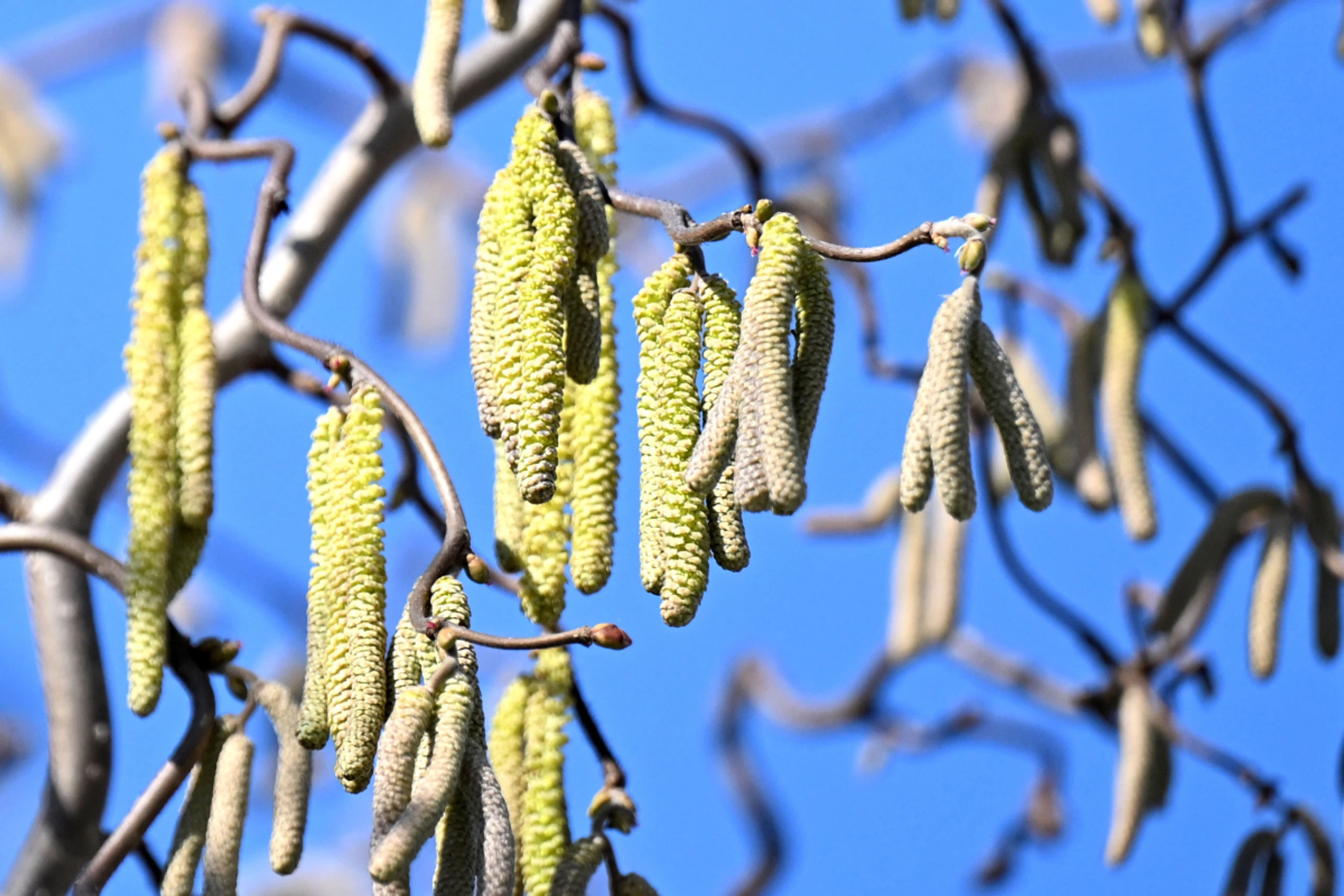 Die Pollen der Hasel belasten derzeit Allergiker